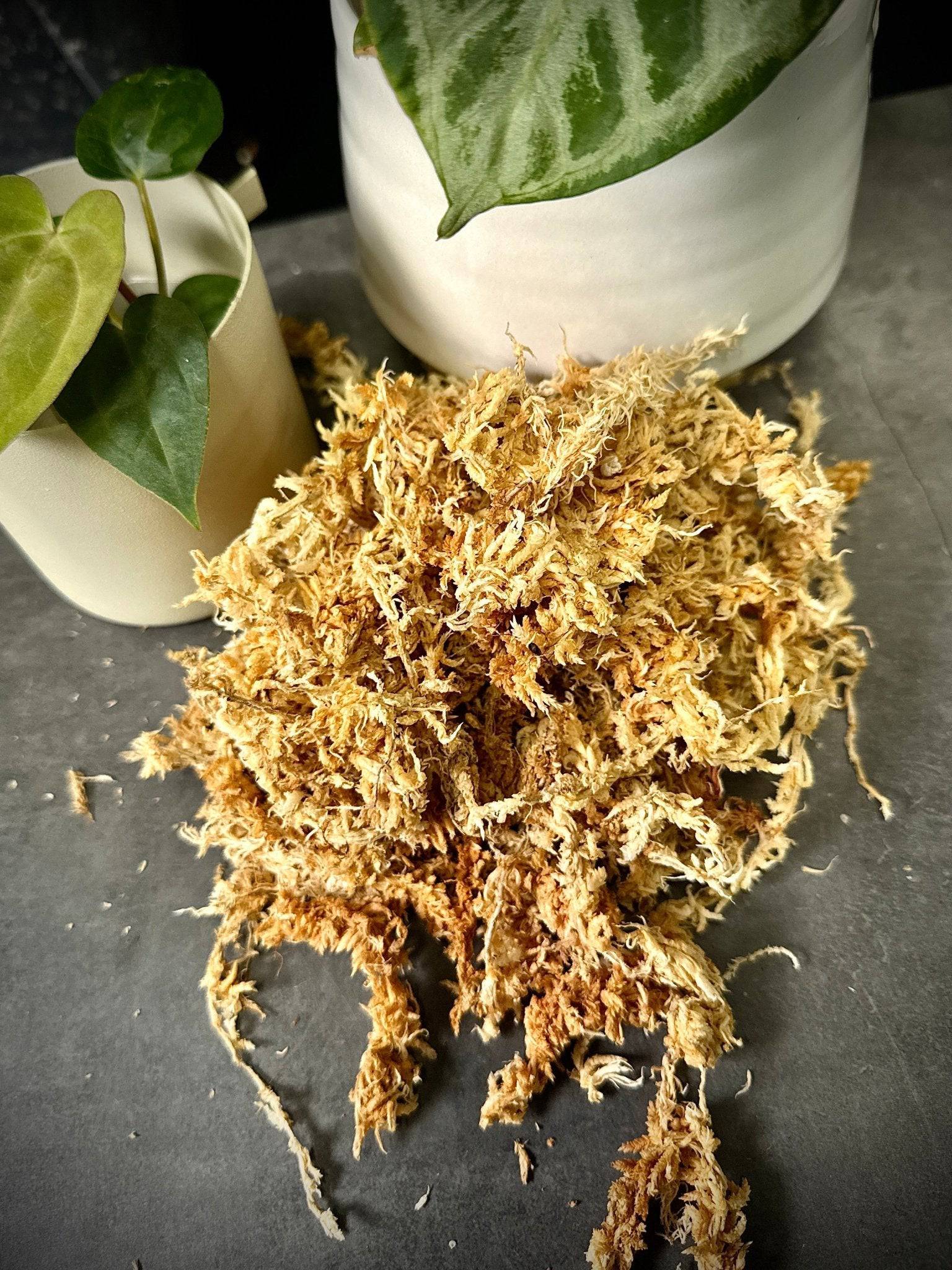New - Zealand Sphagnum Moss (Premier) - SMUKHI