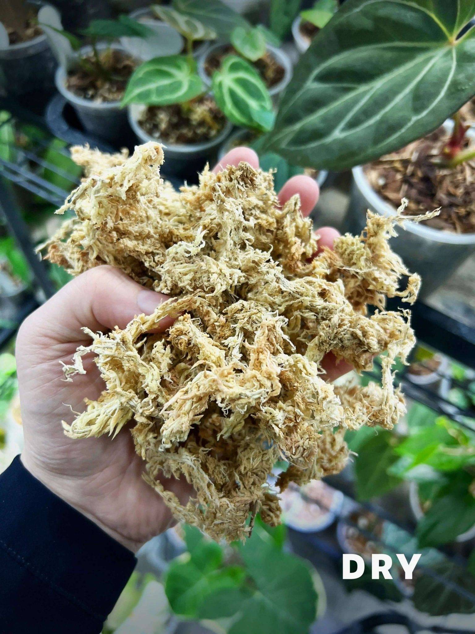 New - Zealand Sphagnum Moss (Premier) - SMUKHI