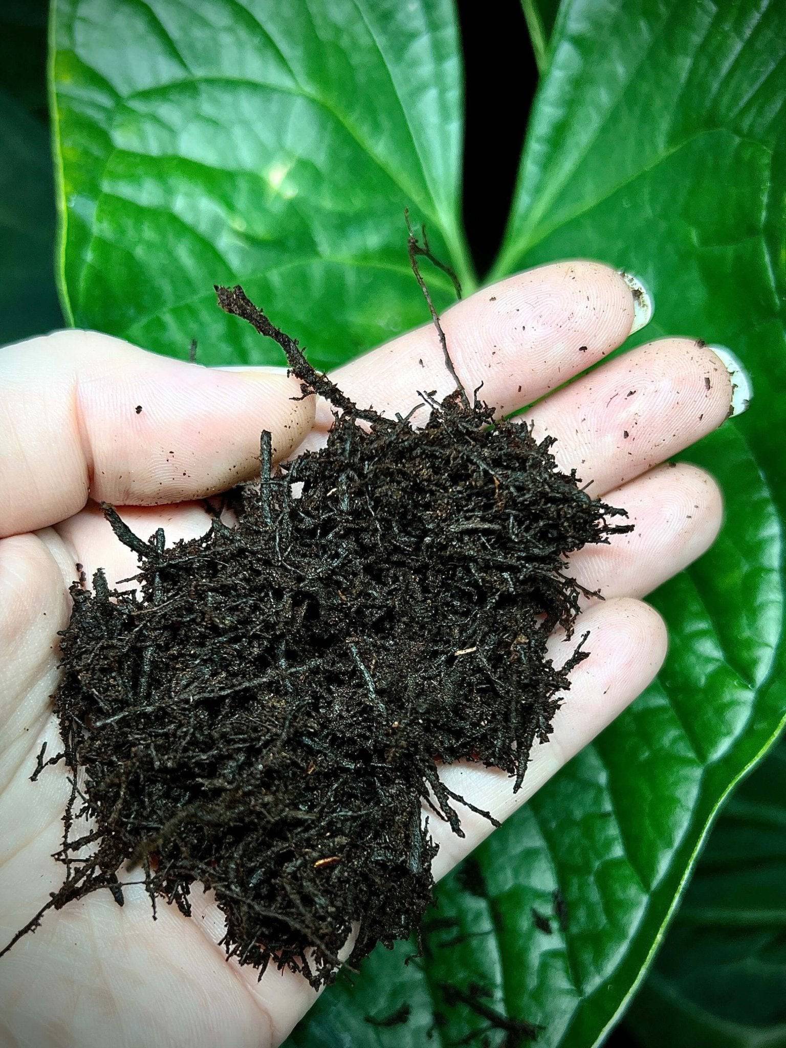 New - Zealand Tree Fern Fiber - 5L - SMUKHI