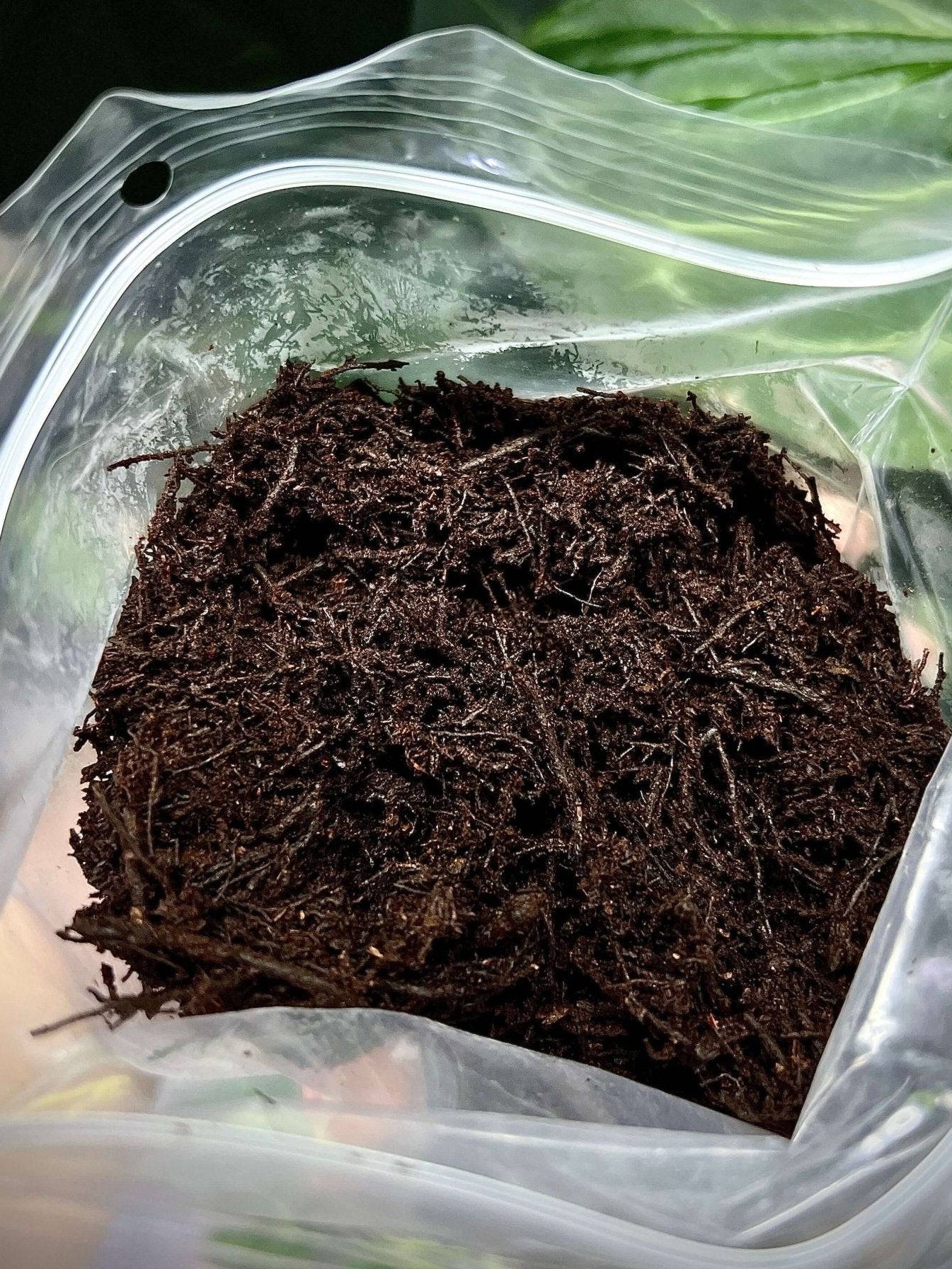 New Zealand Tree Fern Fiber substrate by Fern Wood in a 5L bag, showcasing natural fern fiber for gardening and plant growth.