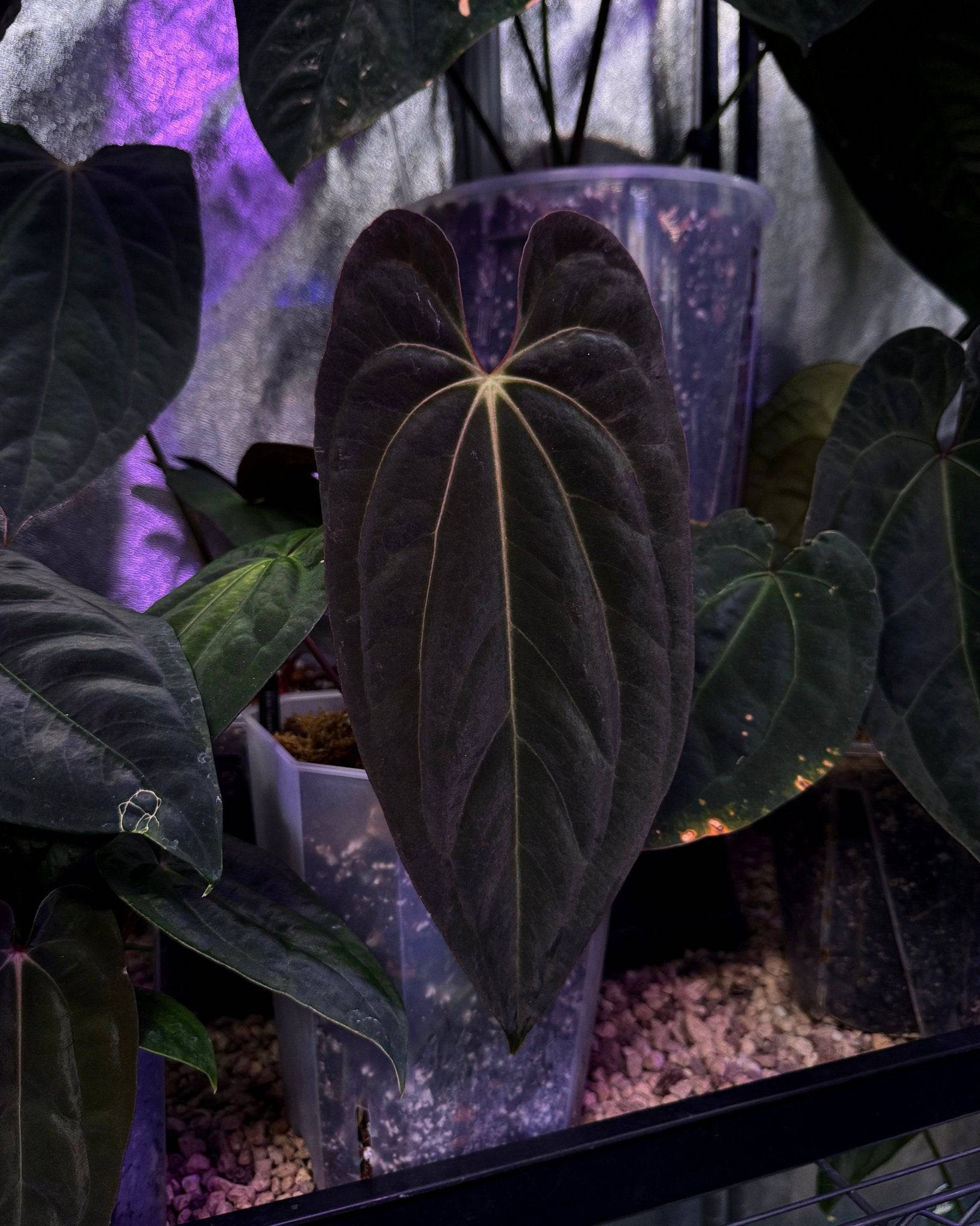 anthurium dark phoenix red vein NFS: Anthurium BVIT x RVDP