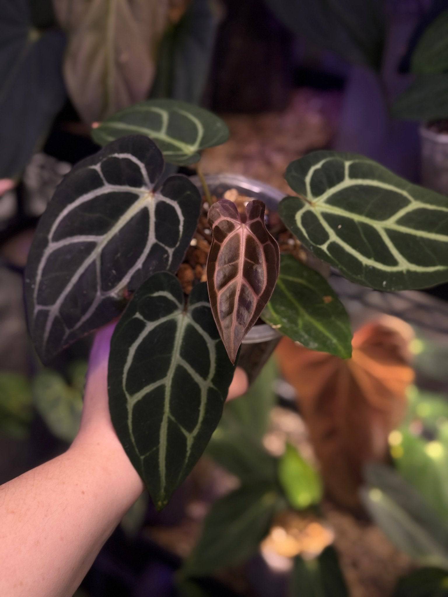 NFS: Anthurium Carlablackiae (RA Unnumbered) - SMUKHI