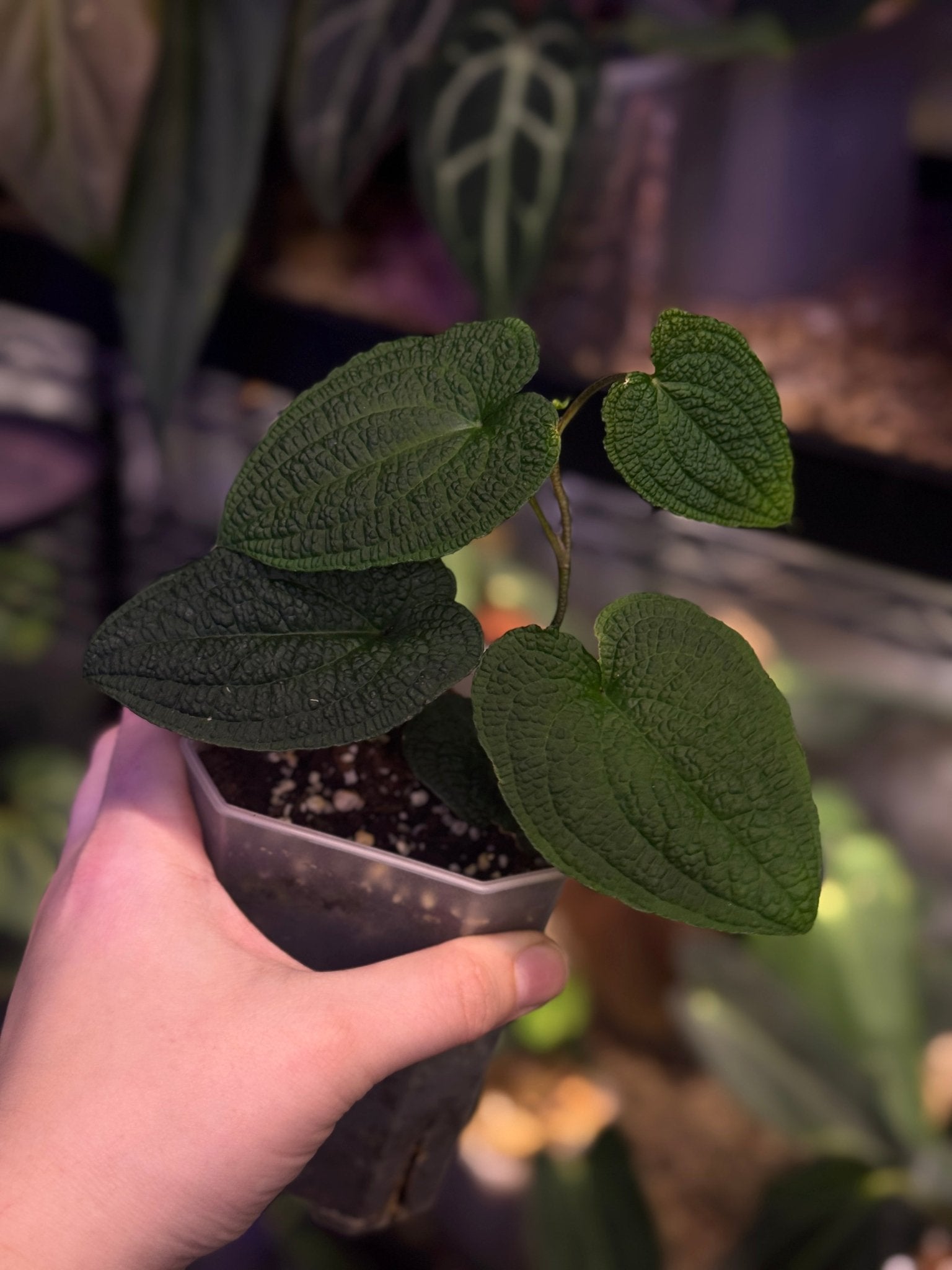 NFS: Anthurium Clidemioides - SMUKHI