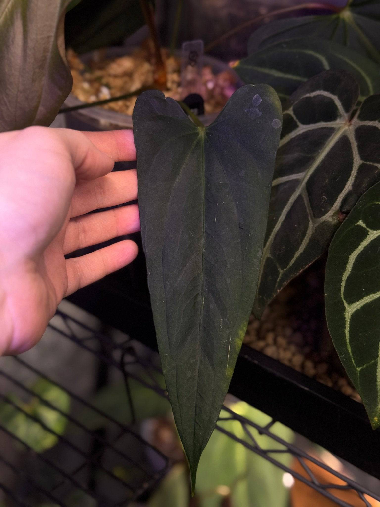 NFS: Anthurium (Subsignatum x Papillilaminum 'Marie') x FSxRL ‘Grim Reaper’ #1 - SMUKHI