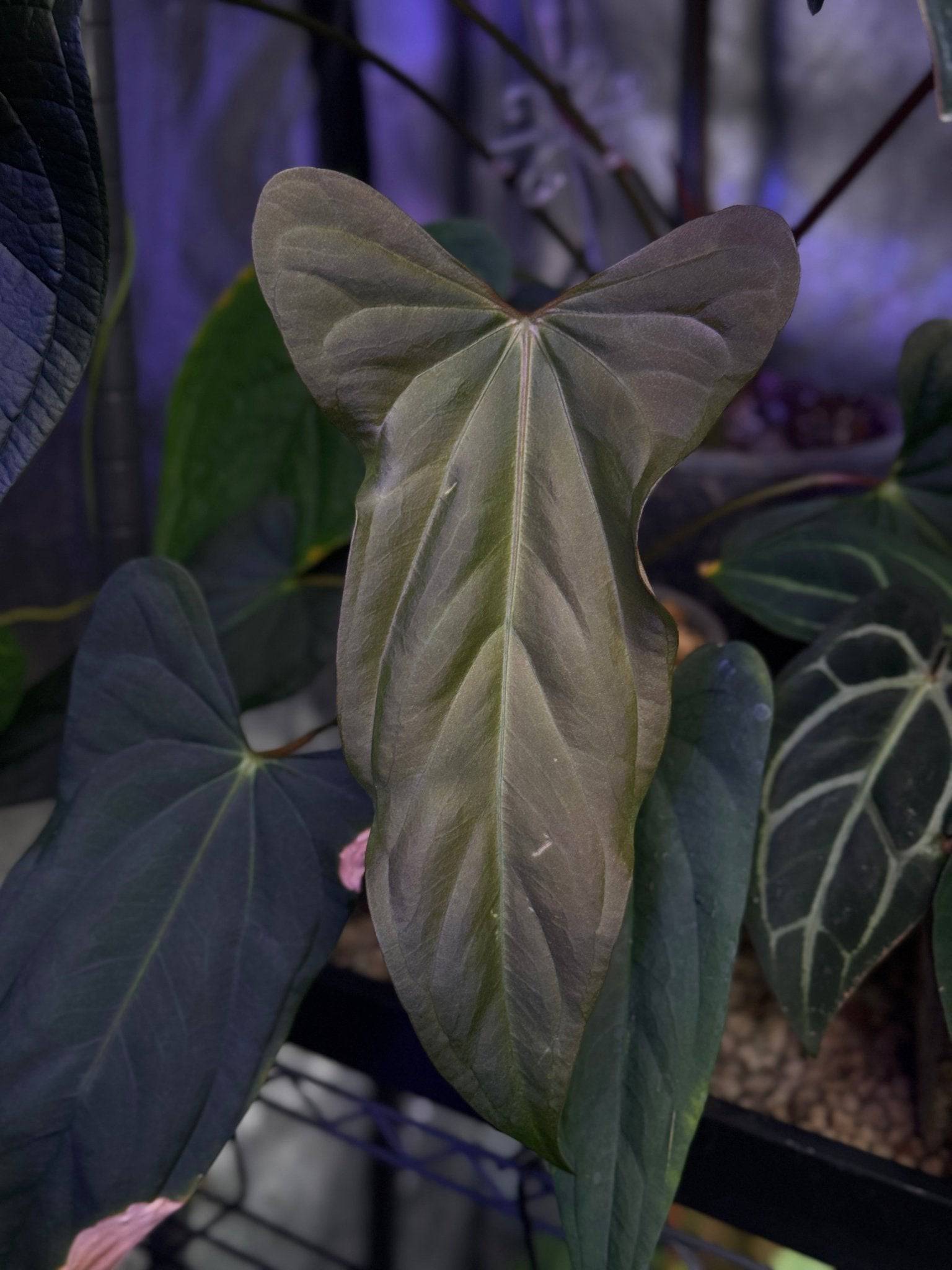 NFS: Anthurium (Subsignatum x Papillilaminum 'Marie') x FSxRL ‘Grim Reaper’ #1 - SMUKHI
