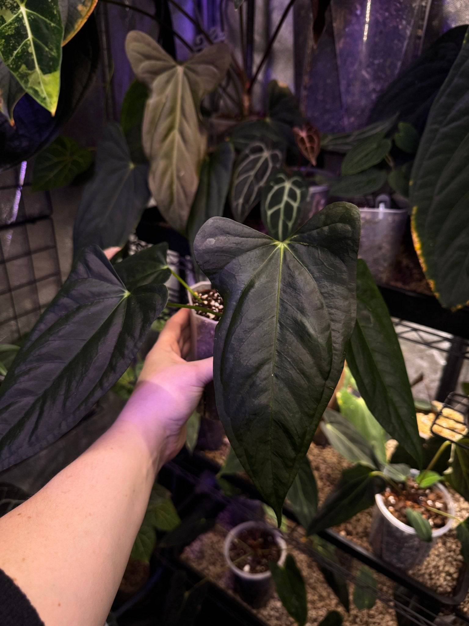 NFS: Anthurium (Subsignatum x Papillilaminum 'Marie') x FSxRL ‘Grim Reaper’ #3 - SMUKHI