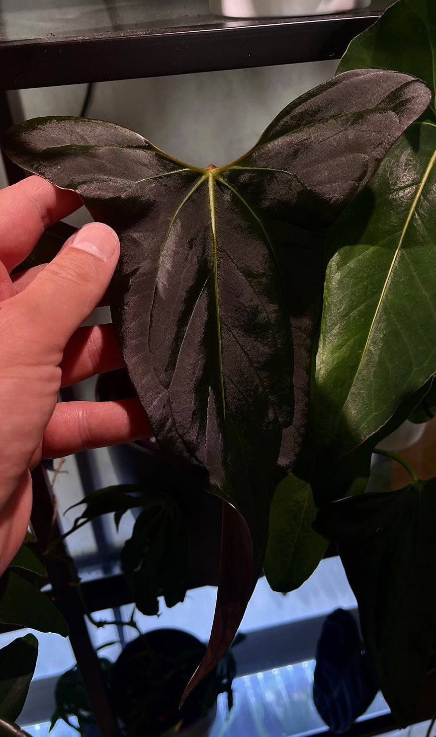 NFS: Anthurium (Subsignatum x Papillilaminum 'Marie') x FSxRL 'Grim Reaper' #3 - SMUKHI