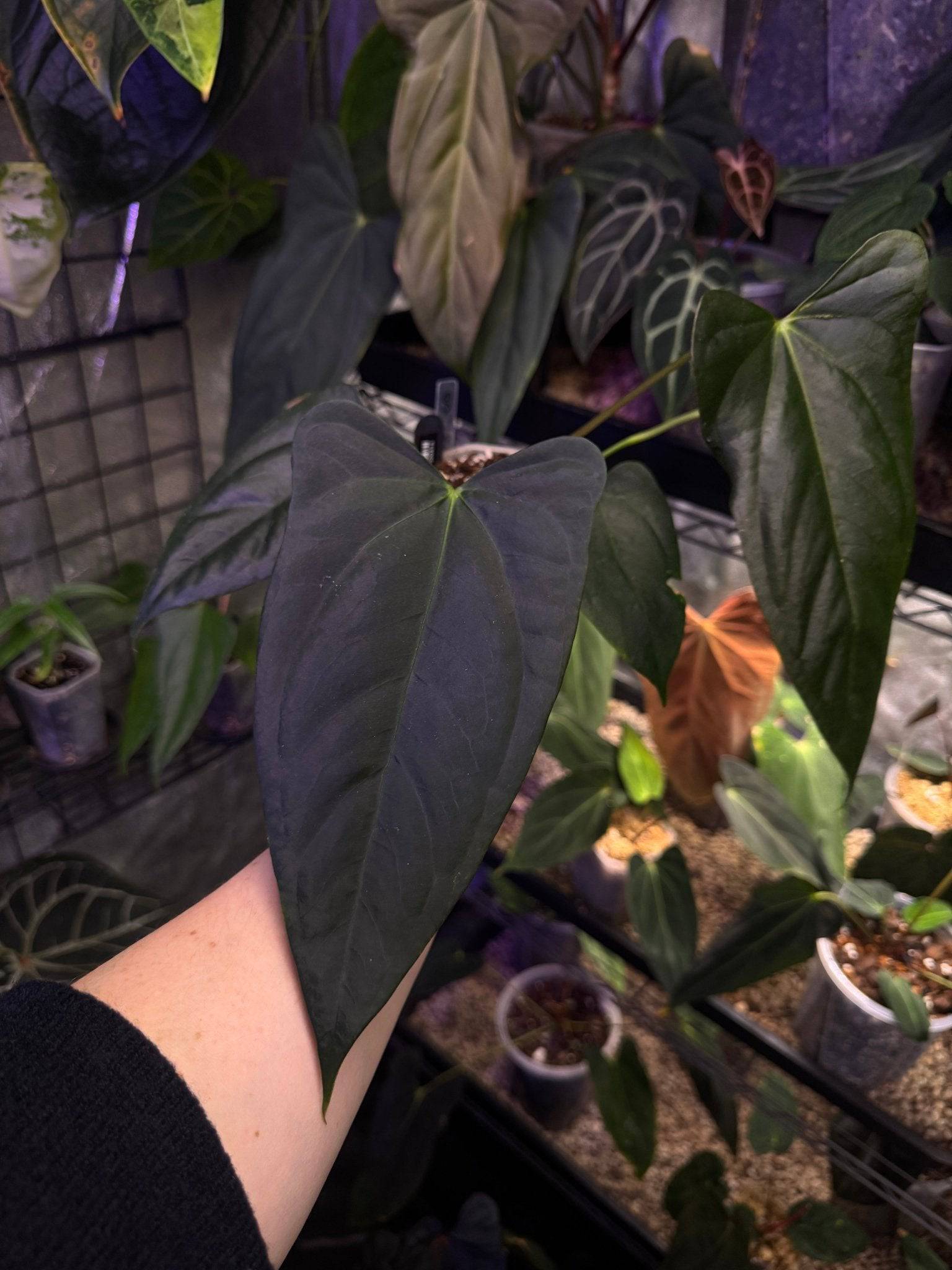 NFS: Anthurium (Subsignatum x Papillilaminum 'Marie') x FSxRL 'Grim Reaper' #3 - SMUKHI