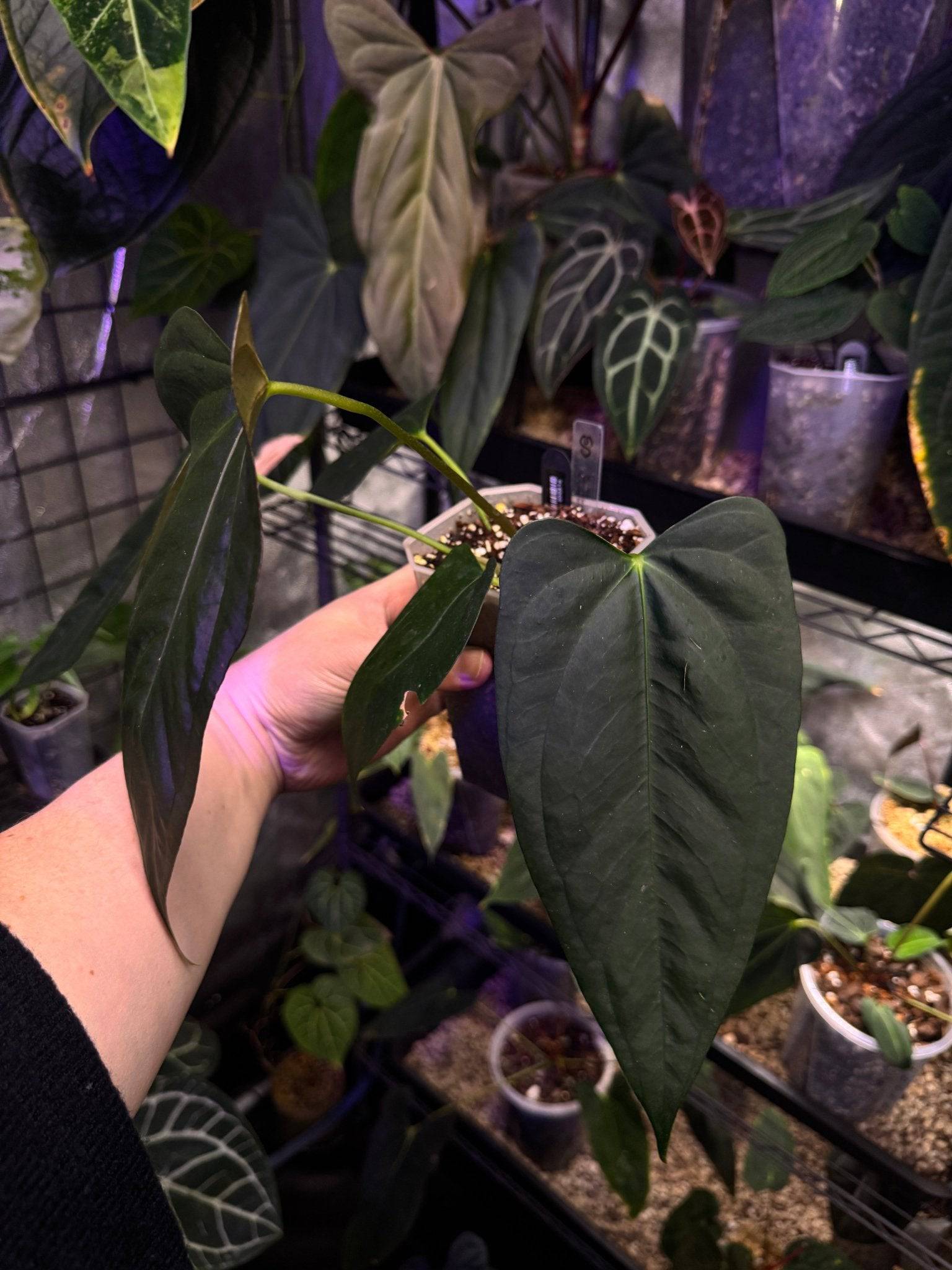 NFS: Anthurium (Subsignatum x Papillilaminum 'Marie') x FSxRL ‘Grim Reaper’ #3 - SMUKHI