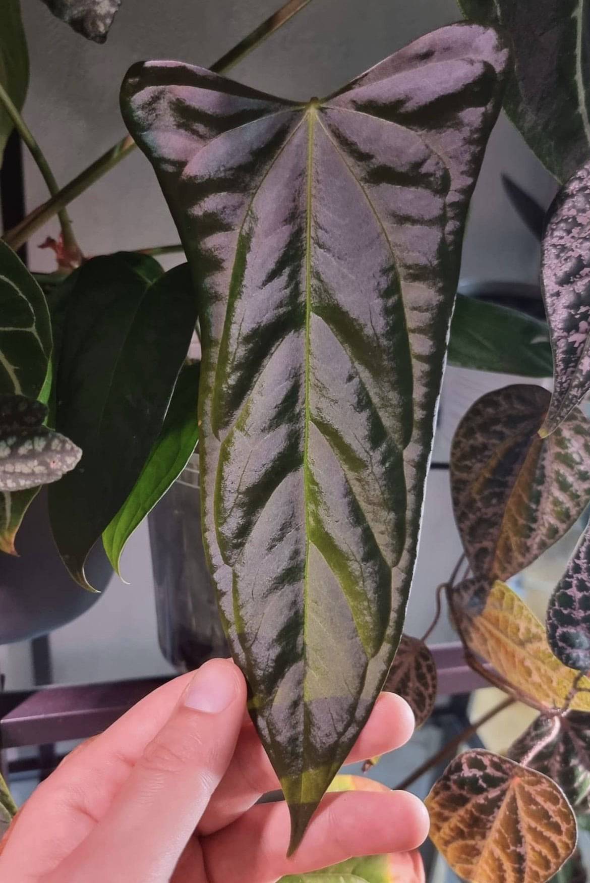 NFS: Anthurium (Subsignatum x Papillilaminum 'Marie') x FSxRL 'Grim Reaper' #3 - SMUKHI