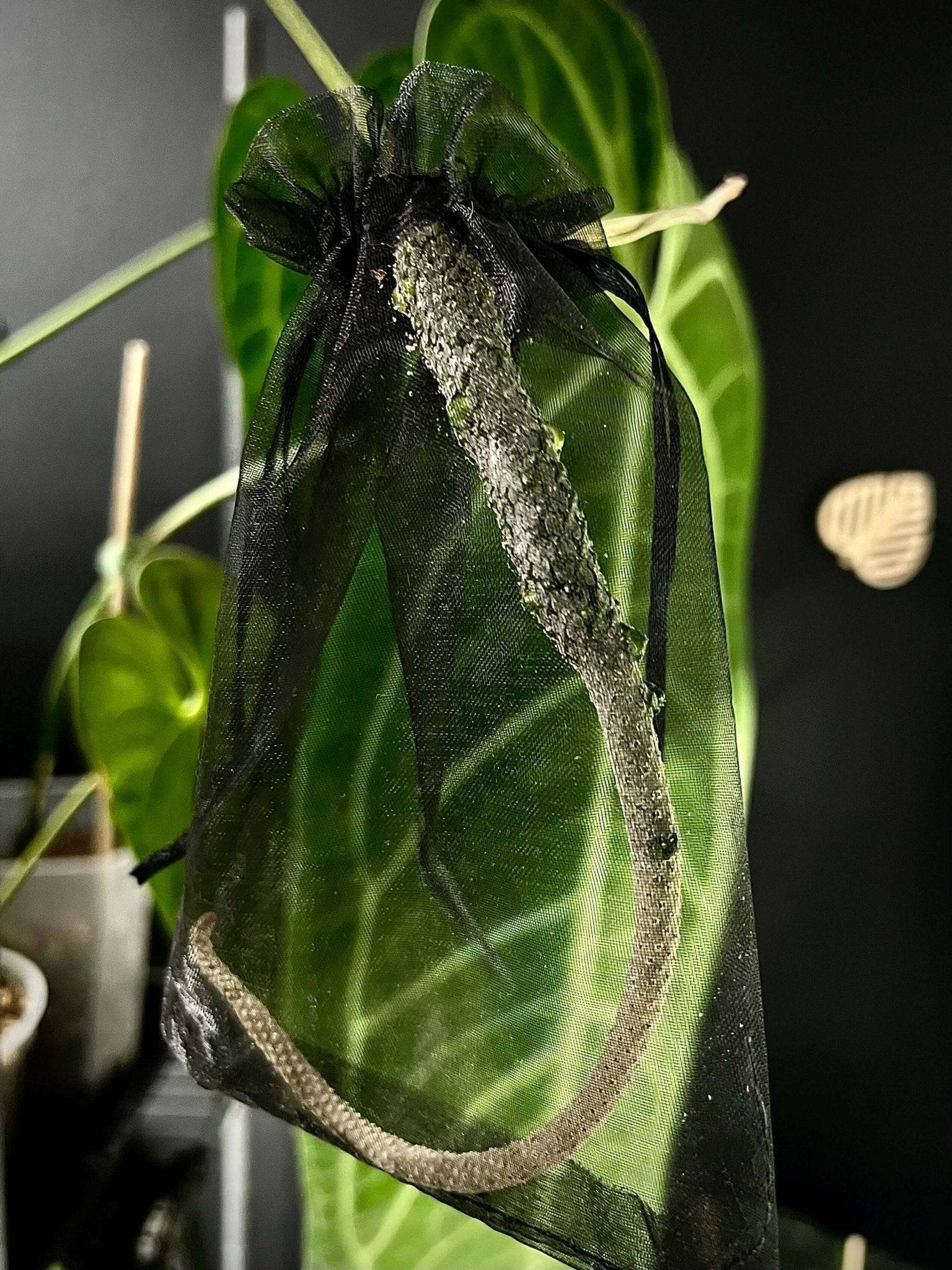 hanging pouches for plants Organza Pouches (5 pcs)