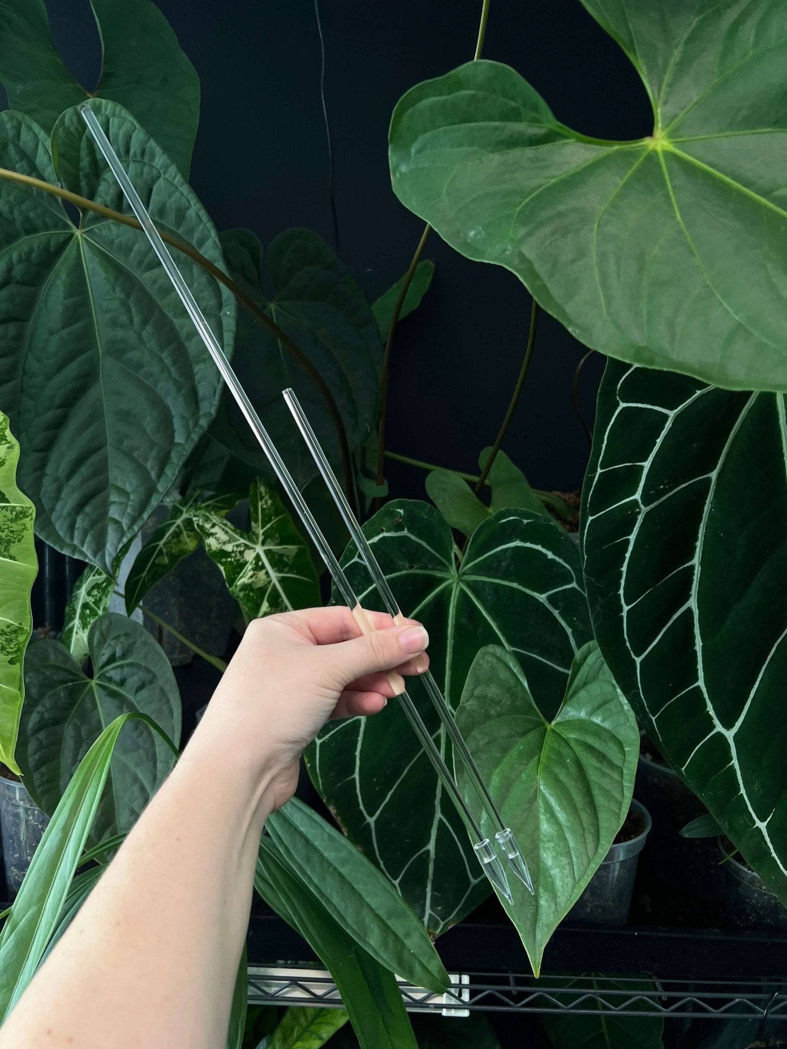 Plant Stake - SMUKHI