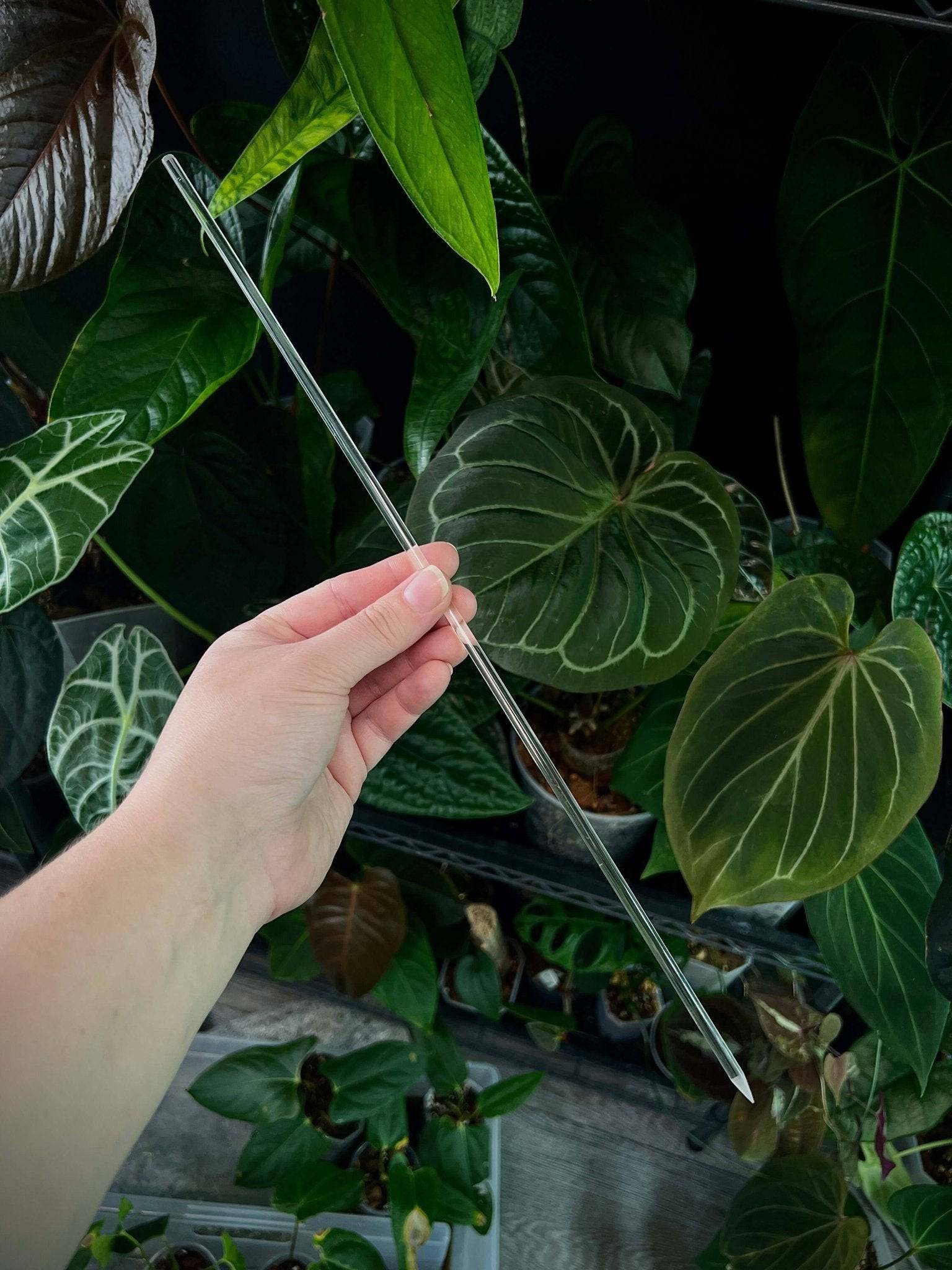 Plant Stake - SMUKHI