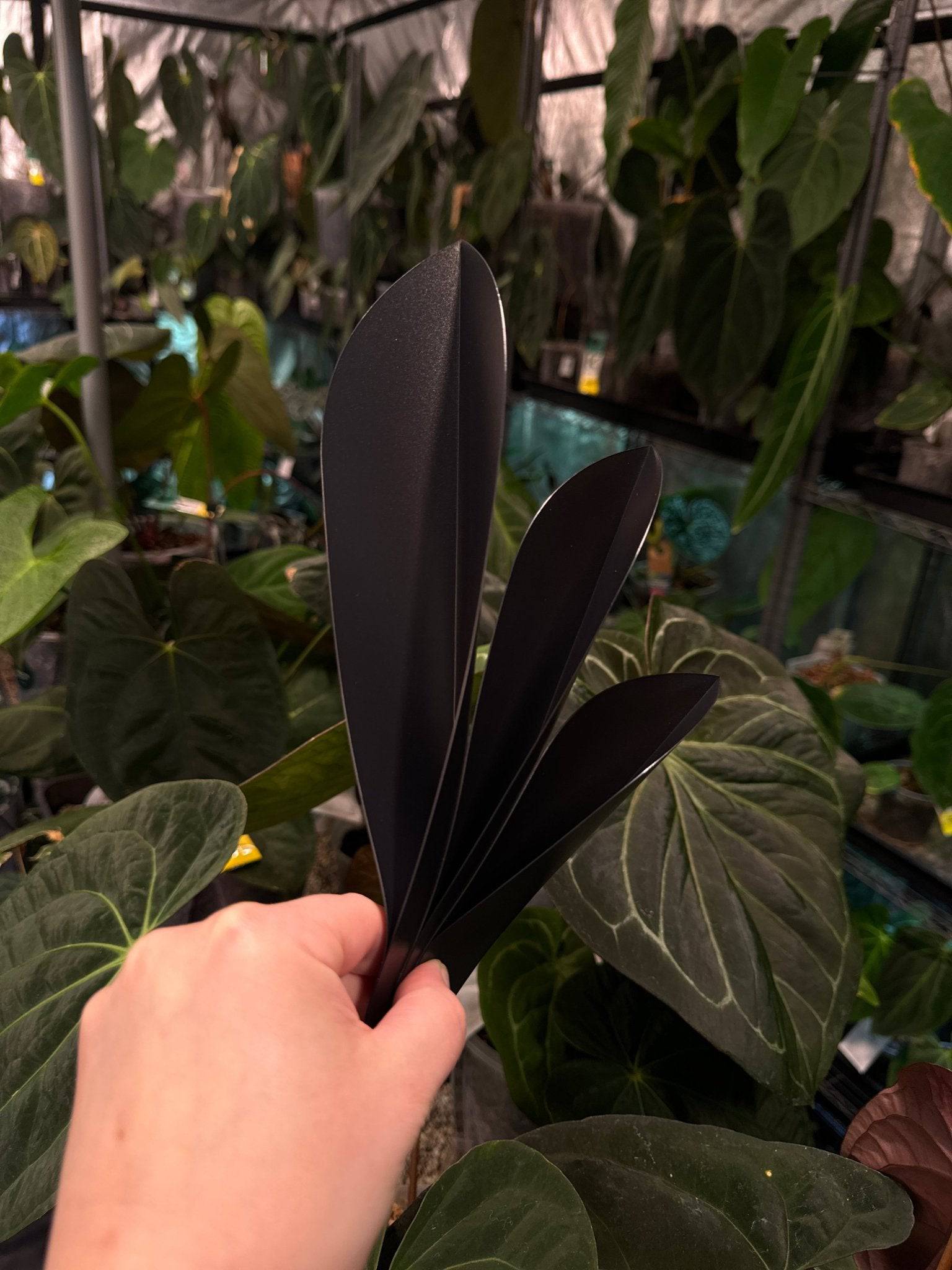 anthurium pollen for sale Pollector