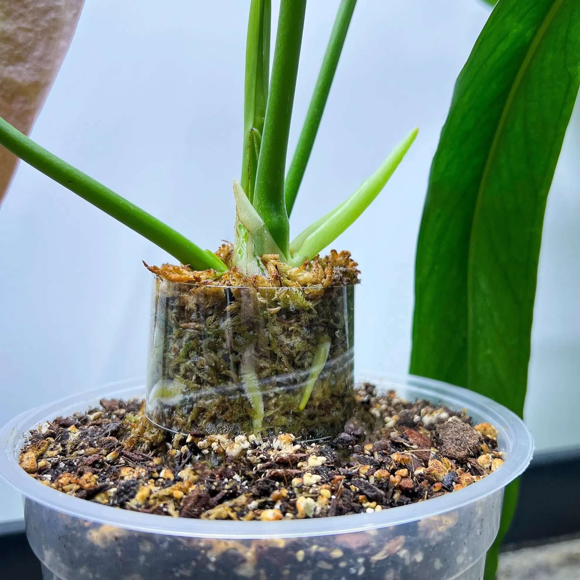 Root Sleeve (2 pcs) - SMUKHI