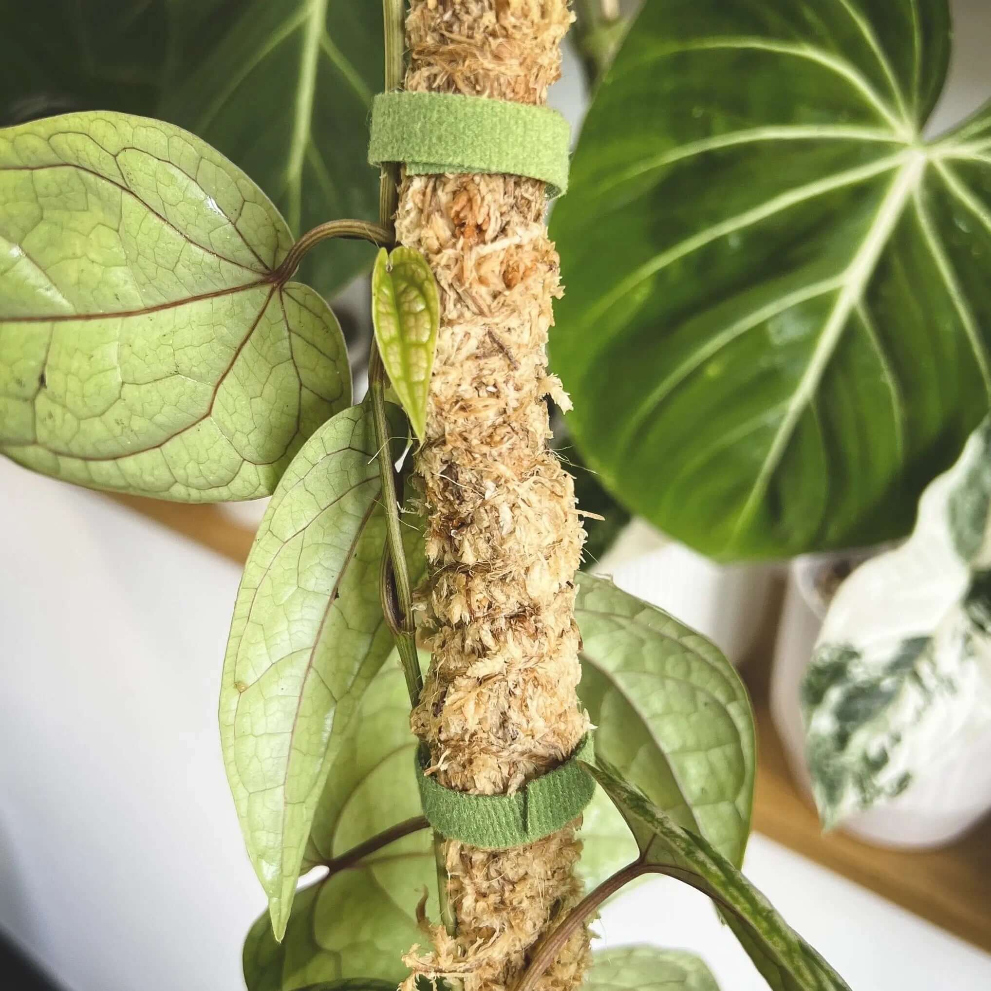 Dark green Velcro plant tie from SMUKHI, 5m climbing support strap for securing and supporting plants.