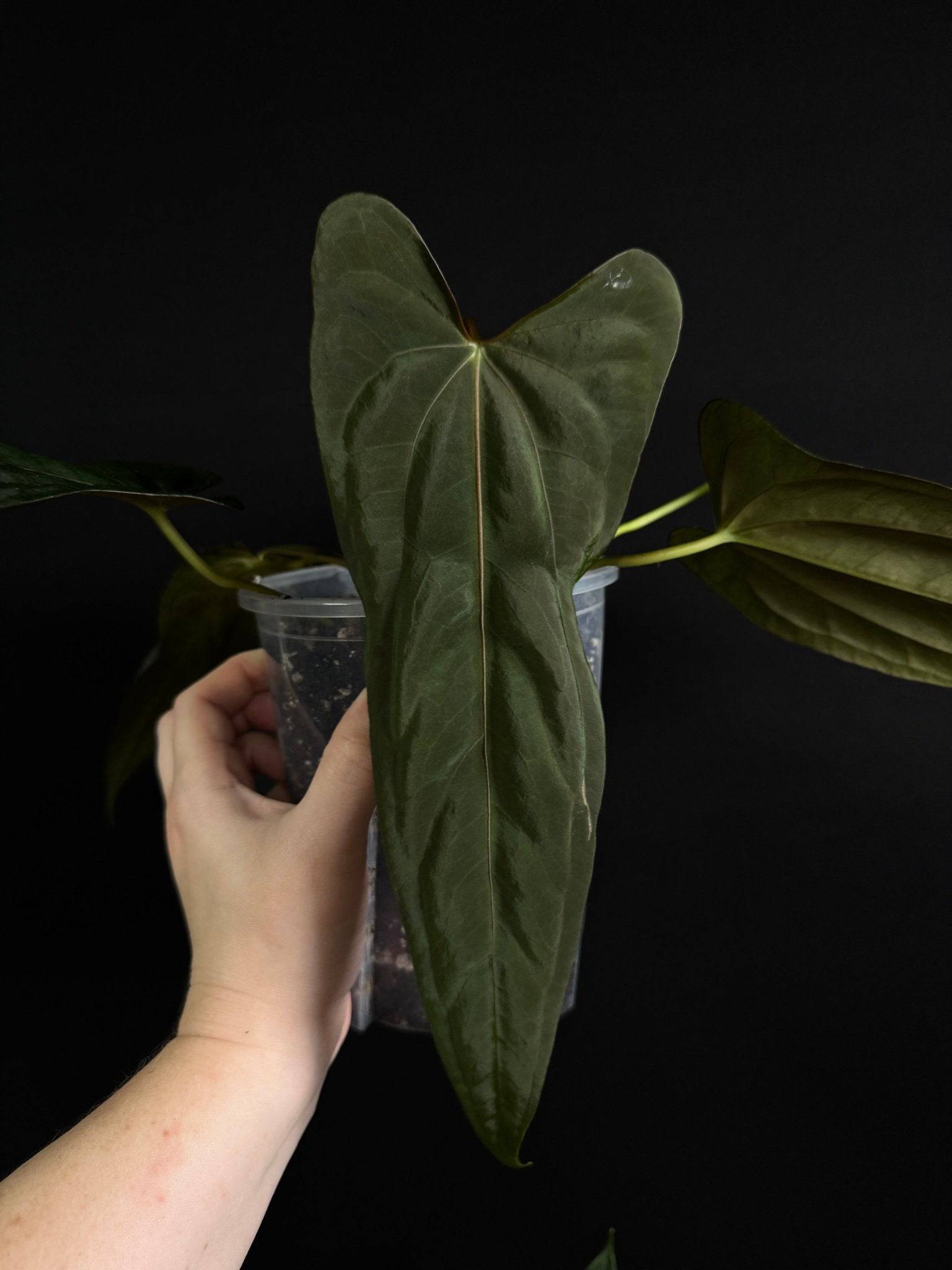 Anthurium plant from Private Collection with glossy green leaves and unique foliage, a hybrid of Subsignatum, Papillilaminum, and Grim Reaper.
