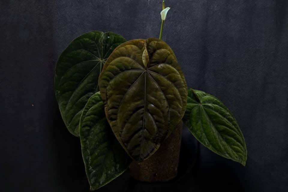Anthurium Dressleri RG F2 x ‘Windy’ plant by SMUKHI with glossy green leaves and vibrant red flowers.