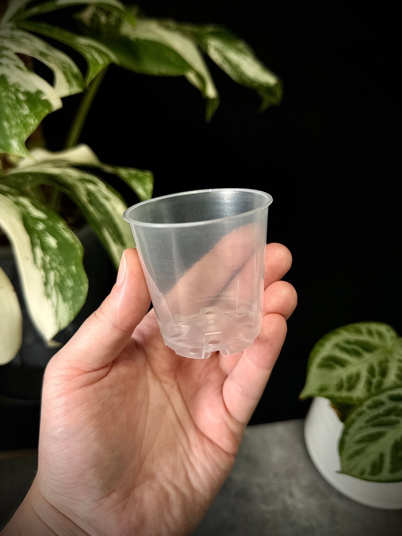 Set of 10 clear plastic plant pots, 6 cm size by SMUKHI, perfect for small indoor or outdoor planting.