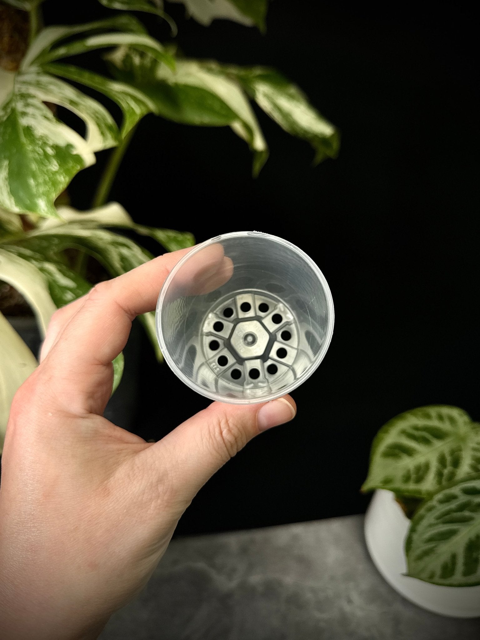 Set of 10 clear plastic pots, 6 cm diameter, perfect for planting or seed starting, by SMUKHI.