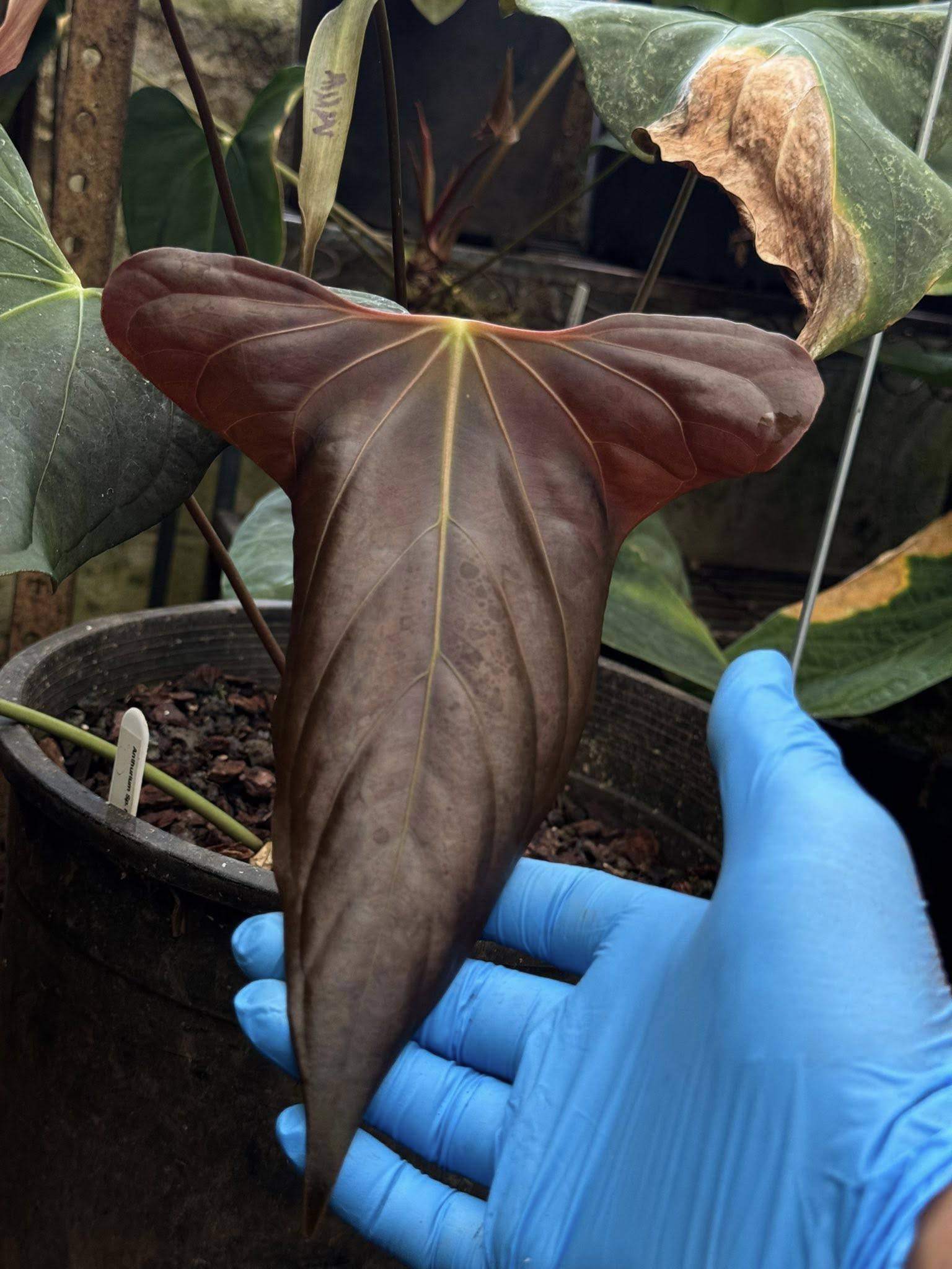Anthurium Mr. Worldwide x sp. Nov DF - SMUKHI