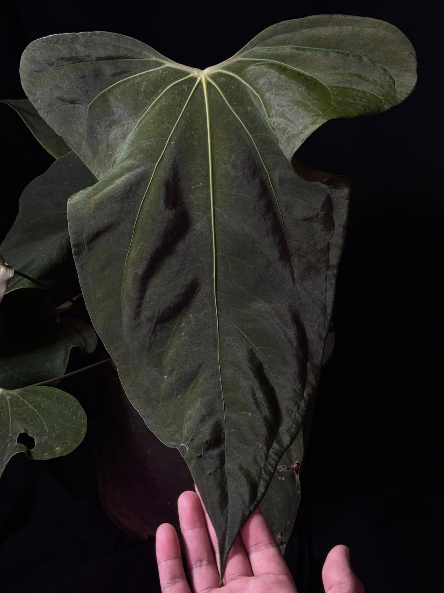 Anthurium Mr. Worldwide x sp. Nov DF