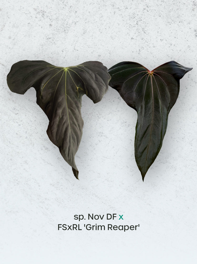 Crystallinaminum Anthurium sp. Nov DF x FSxRL 'Grim Reaper' plant with lush green and dark maroon leaves.