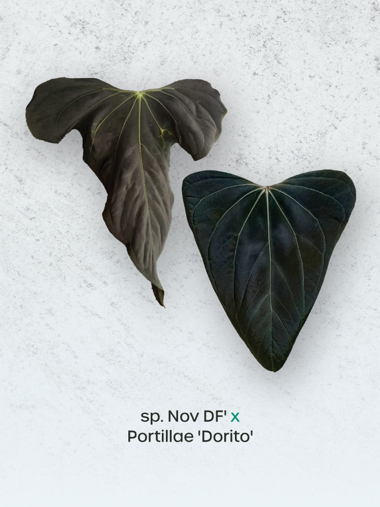 Crystallinaminum Anthurium sp. Nov DF x Portillae 'Dorito' plant with vibrant green leaves and distinctive foliage.
