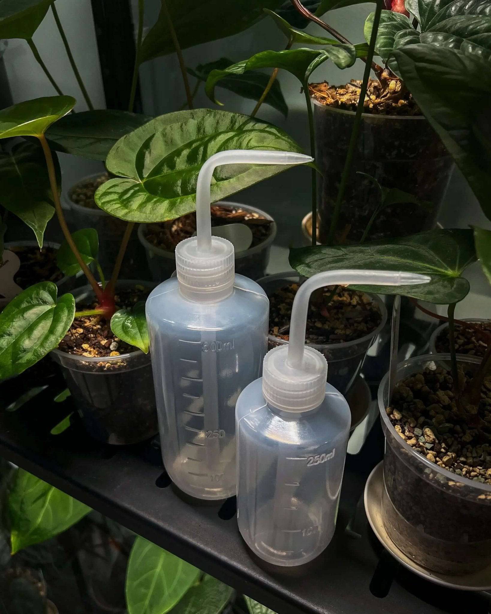 Squeeze Watering Bottle - SMUKHI