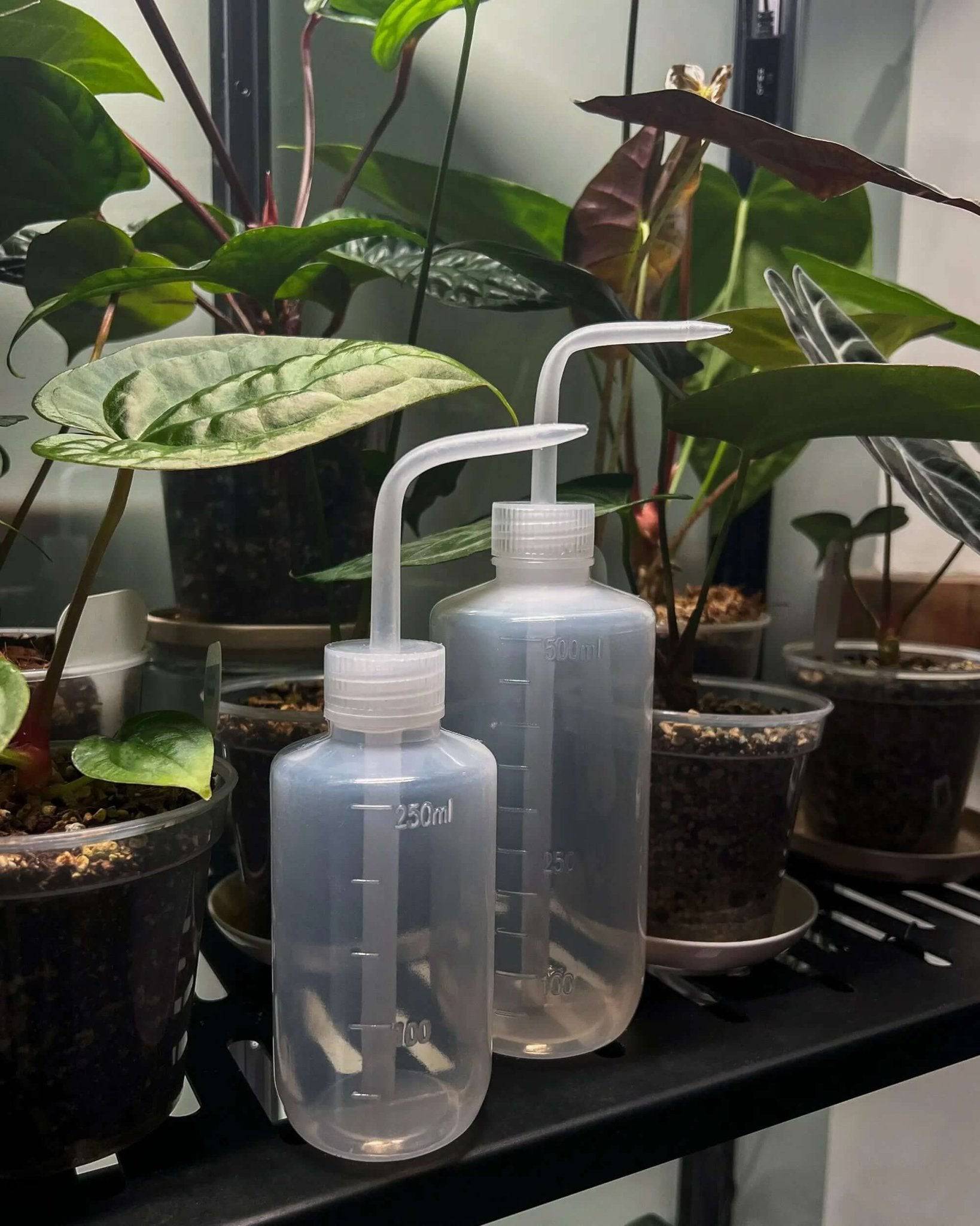indoor plant water bottle 500ML Plant Flower Watering Bottle for Garden Indoor (Transparent)
