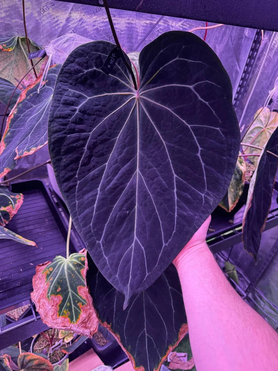 Anthurium Tim Anderson ‘Stripey’ and Portillae ‘Dorito’ plants with vibrant green leaves and colorful striped and variegated foliage.