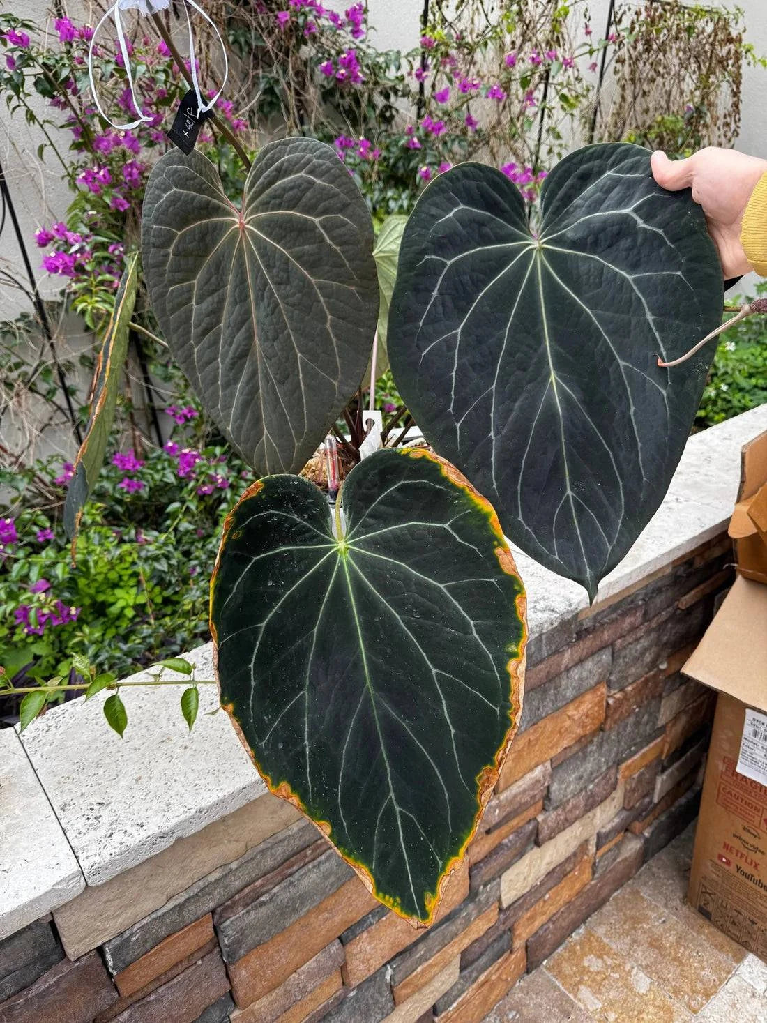 Anthurium Tim Anderson ‘Stripey’ x Portillae ‘Dorito’ plant from Granthuriums with vibrant green leaves and striking variegation.