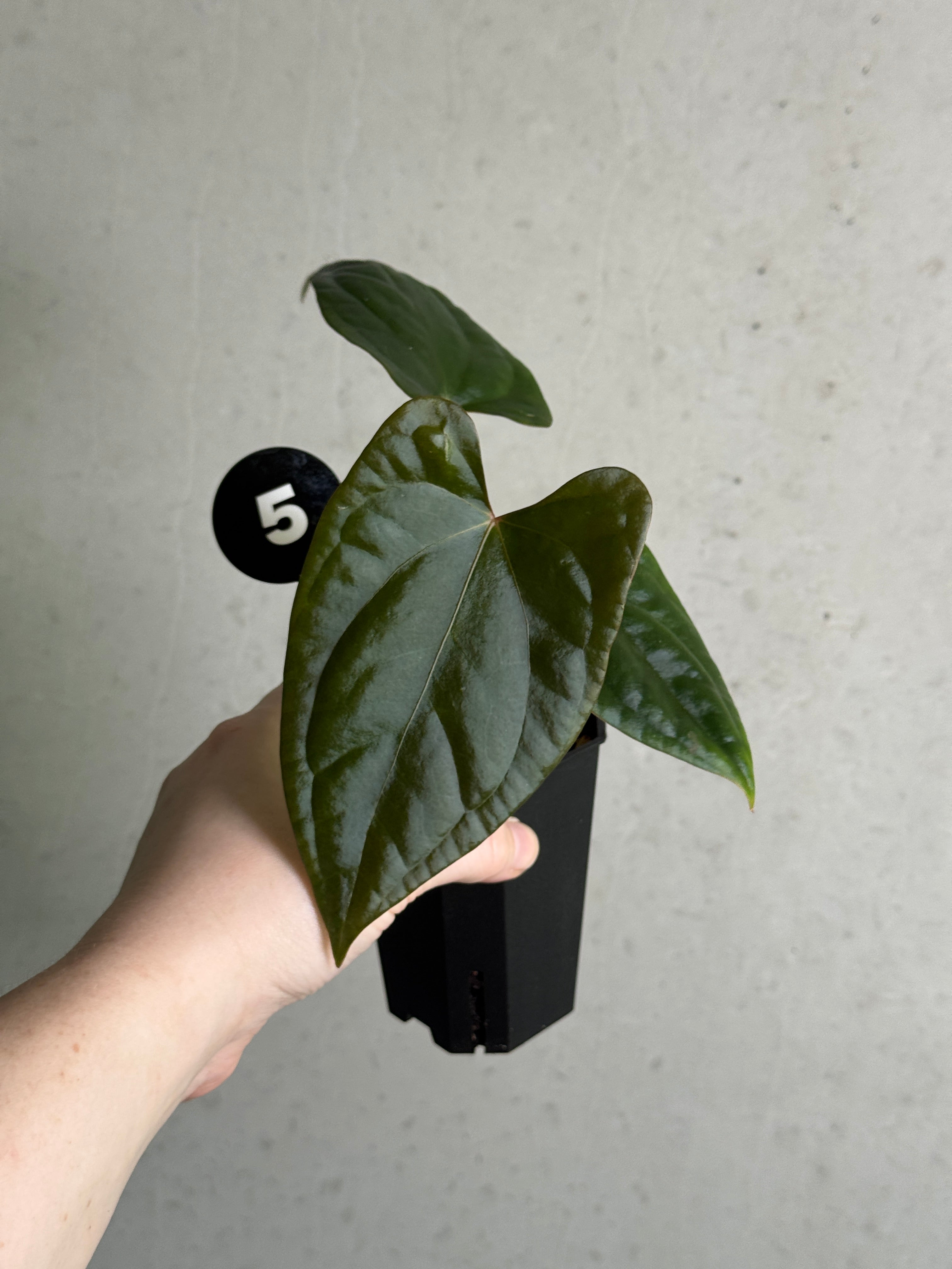 Dark Phoenix x Goliath and Napo x Luxurians Anthurium plants with vibrant green and dark foliage, cultivated by SMUKHI.
