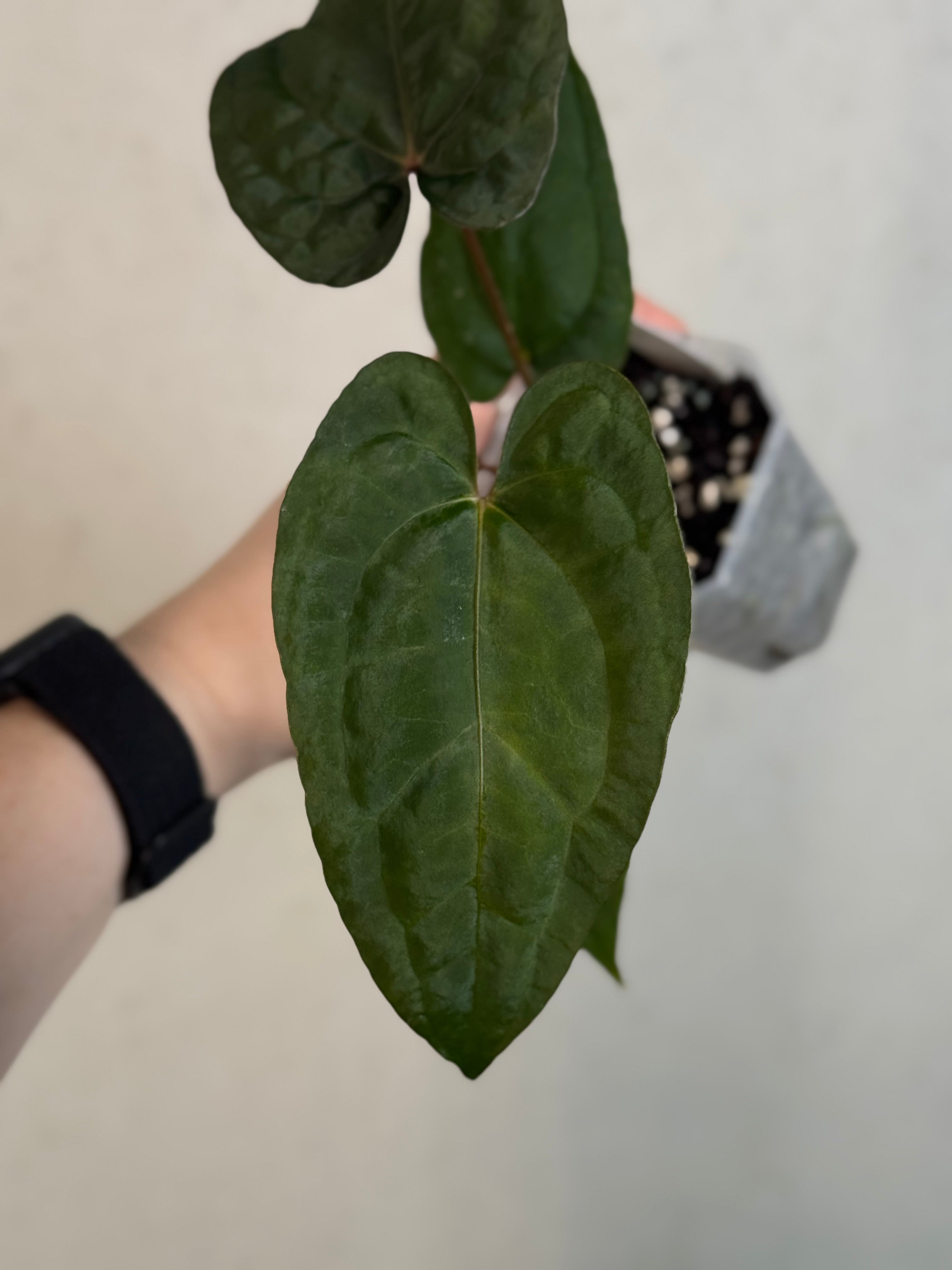 Anthurium ‘Super Sherpa’ x self