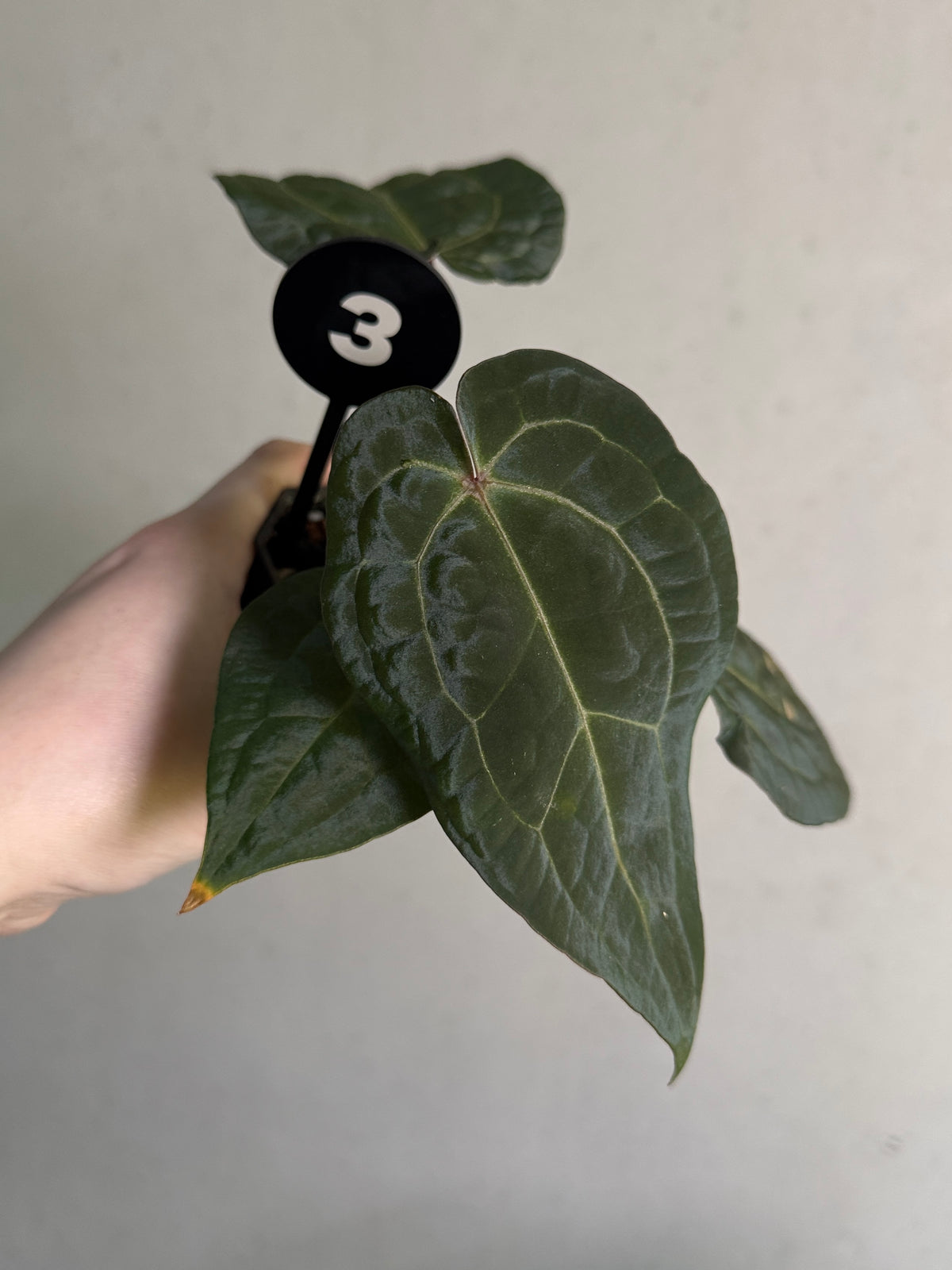 SMUKHI Anthurium Michelle plant featuring glossy green leaves and vibrant red flowers, indoor decorative houseplant.