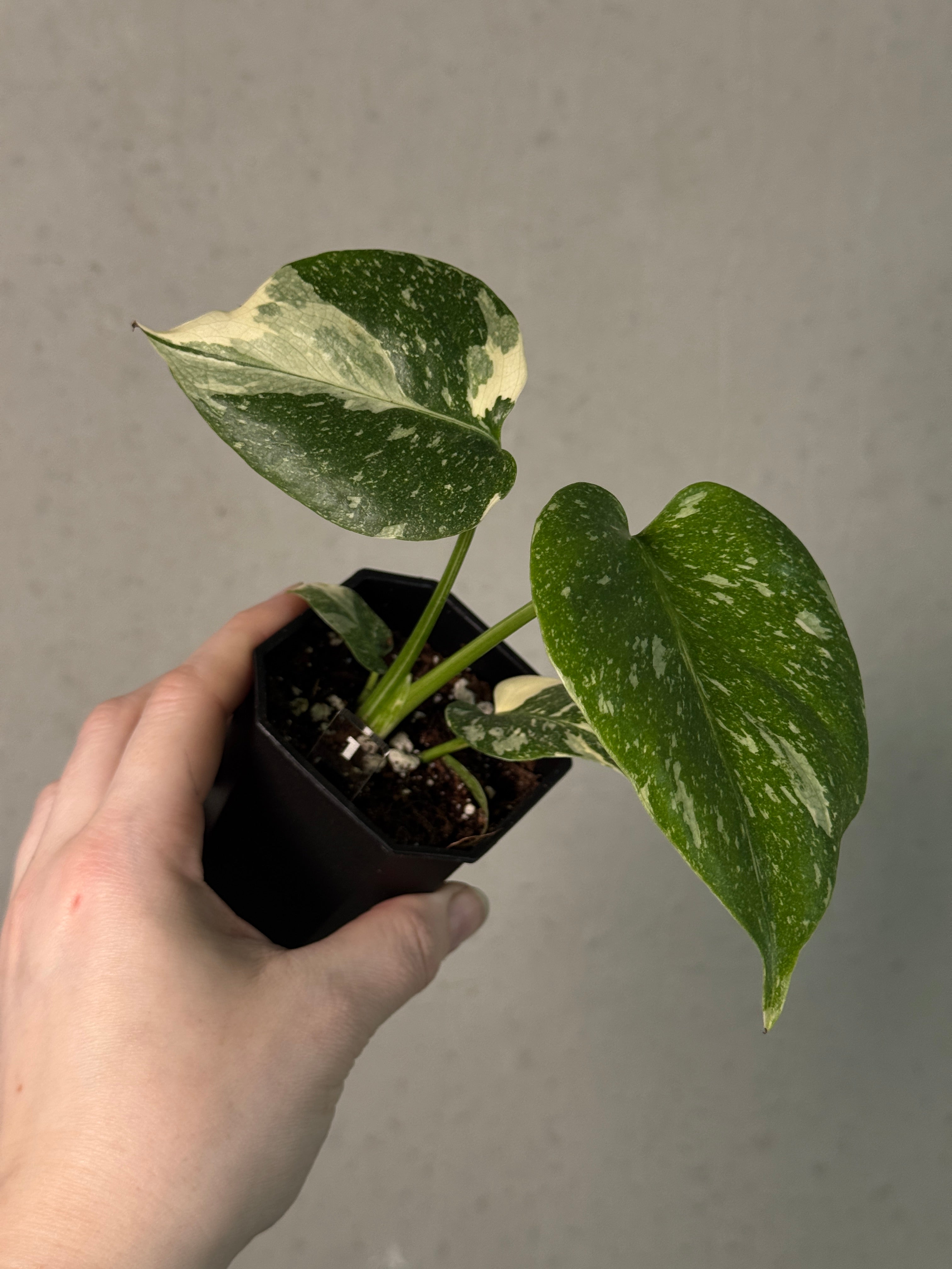 Monstera Thai Constellation