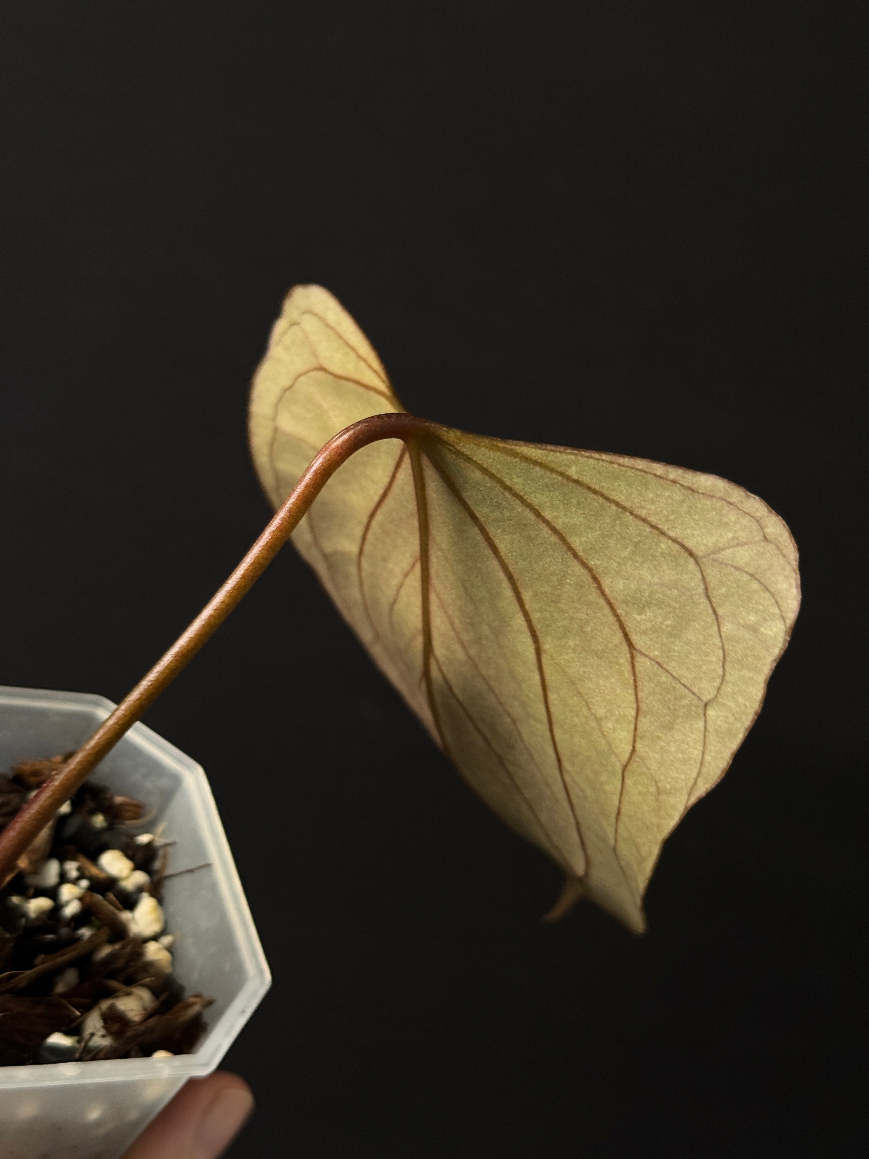 Anthurium ‘Black Sweet’ - Clone