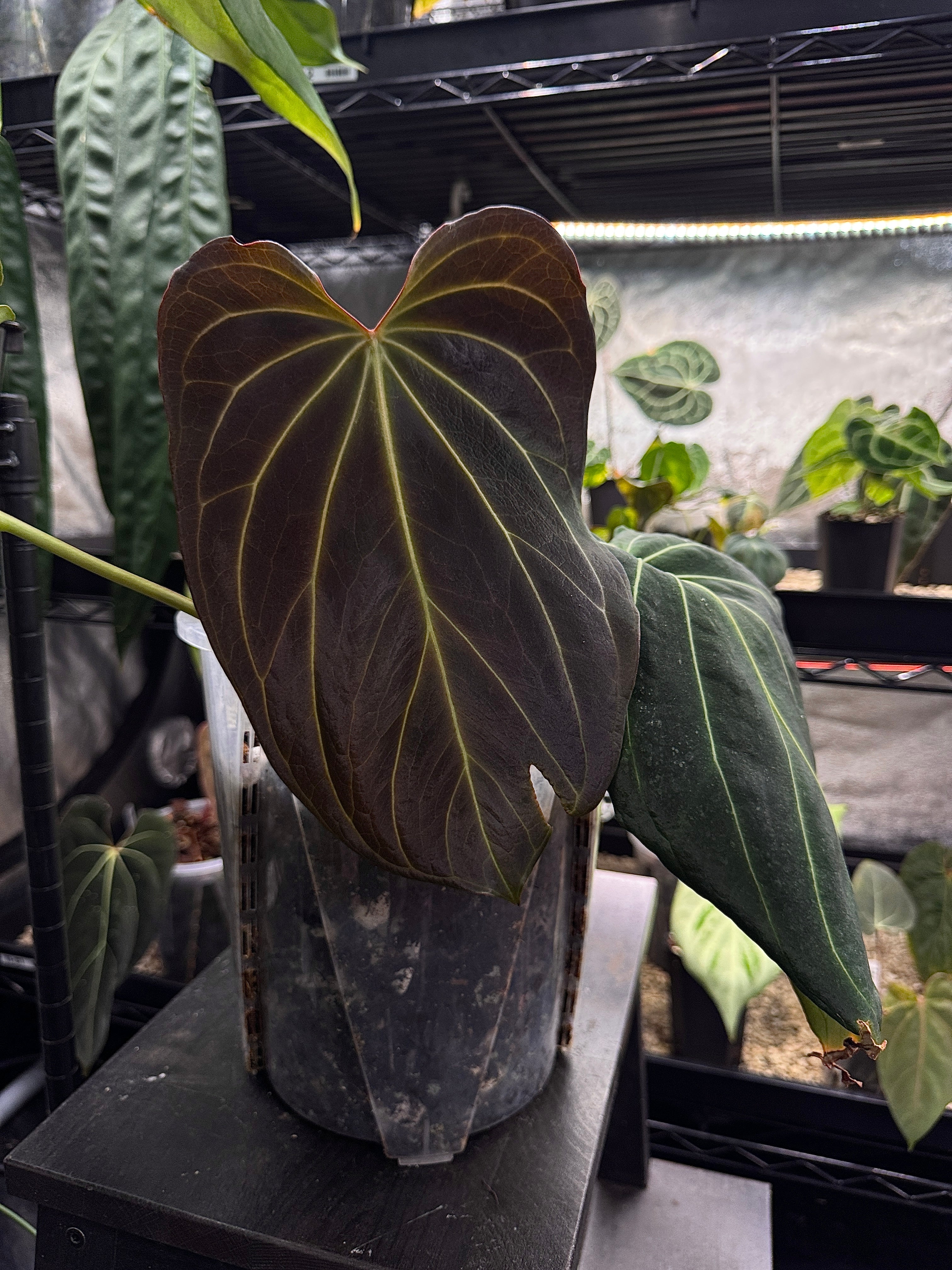 NFS: Anthurium Black Widow '13' x '43'