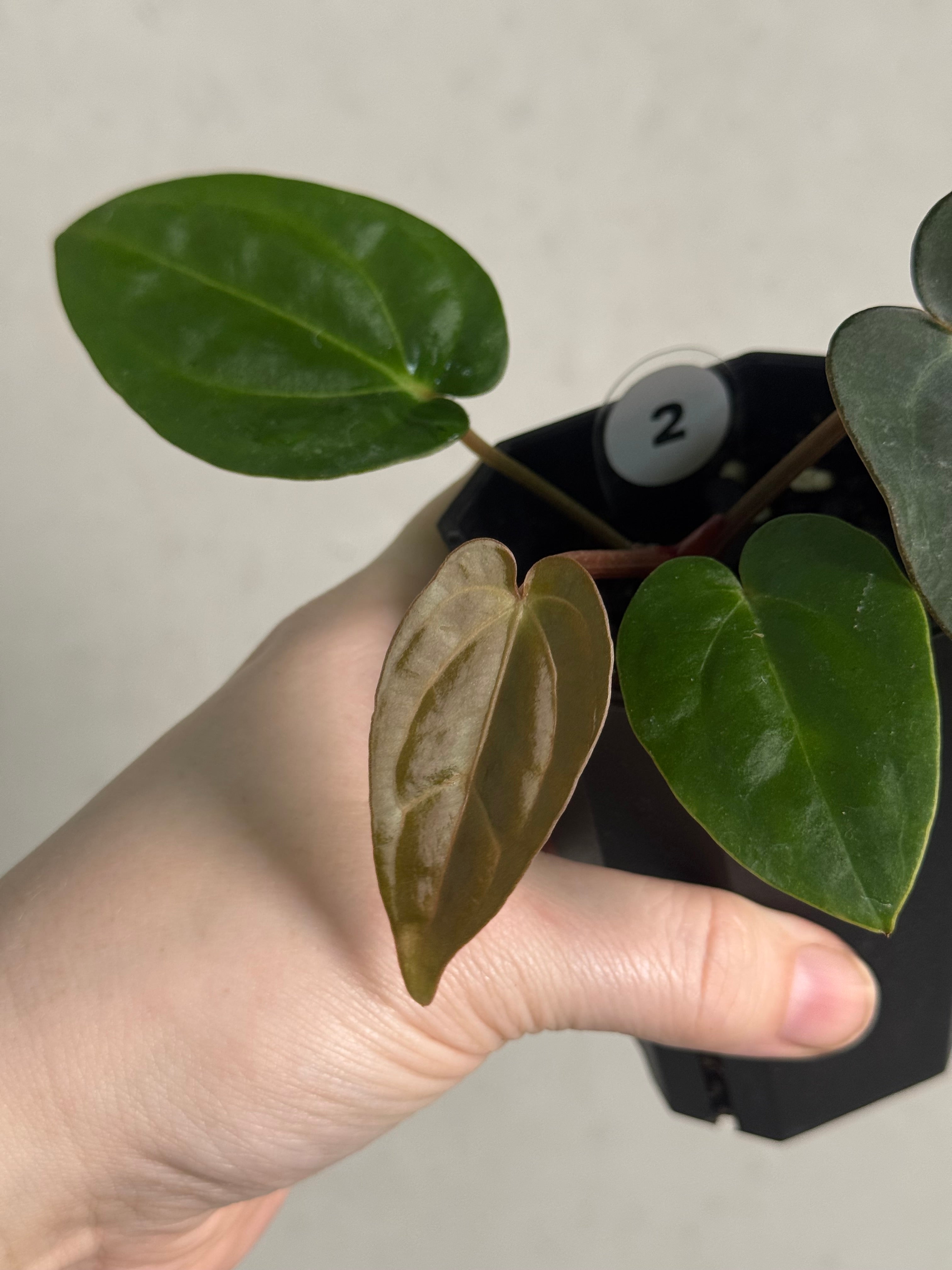 Anthurium Carlablackiae RA10 S1 x Dressleri ‘Obsidian’ - SMUKHI