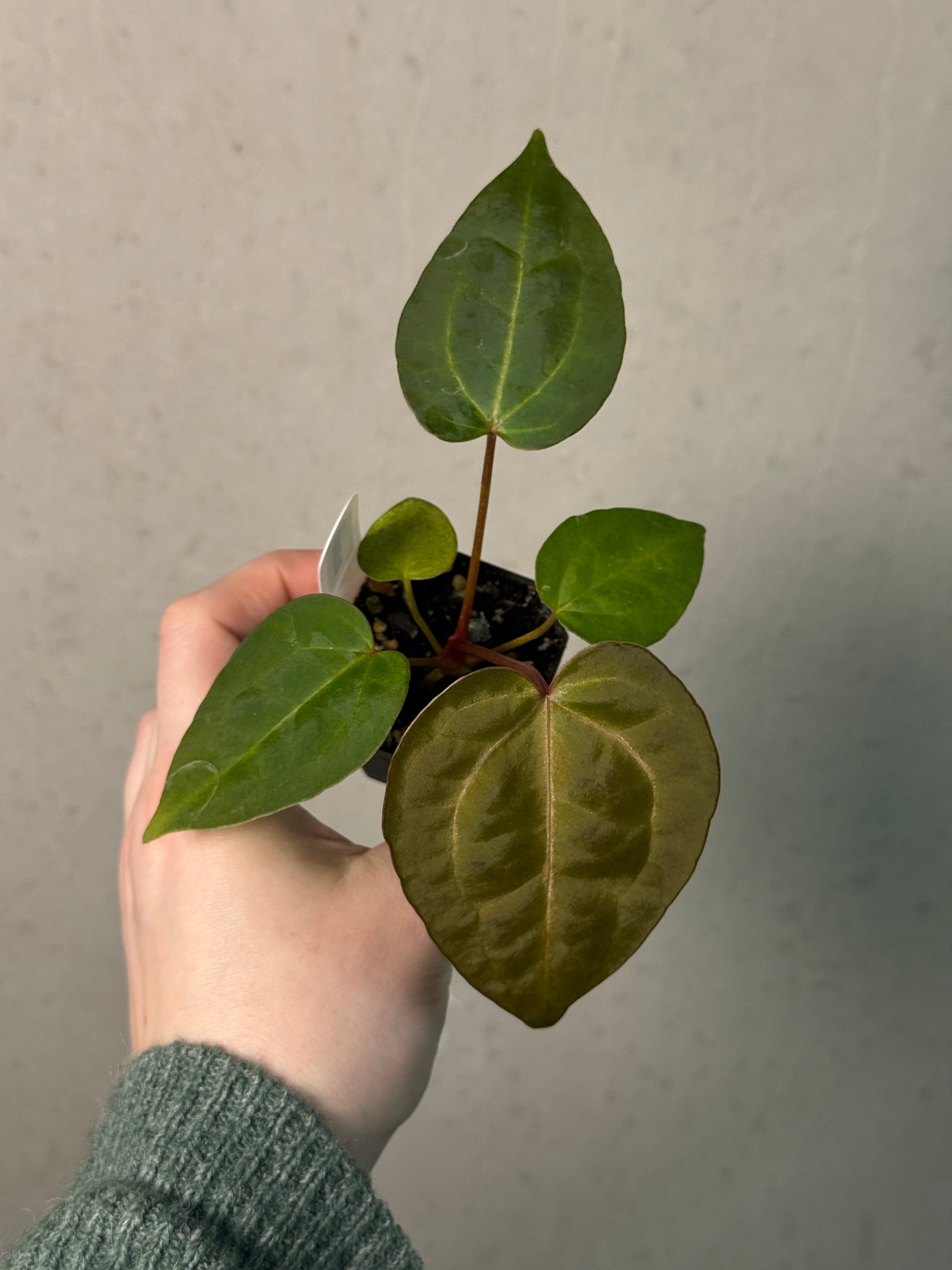 Anthurium Singapore Trilobe x Carlablackiae ‘JPG.1’ - SMUKHI