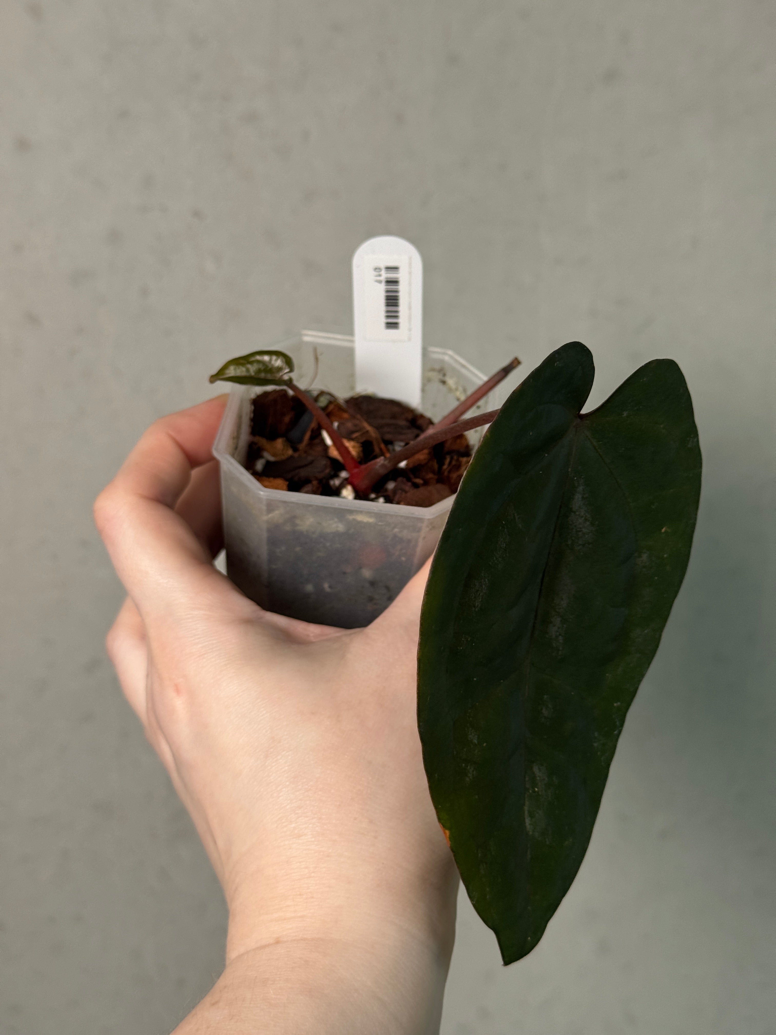 Anthurium Ace of Spades F1 (SKG) - Clone