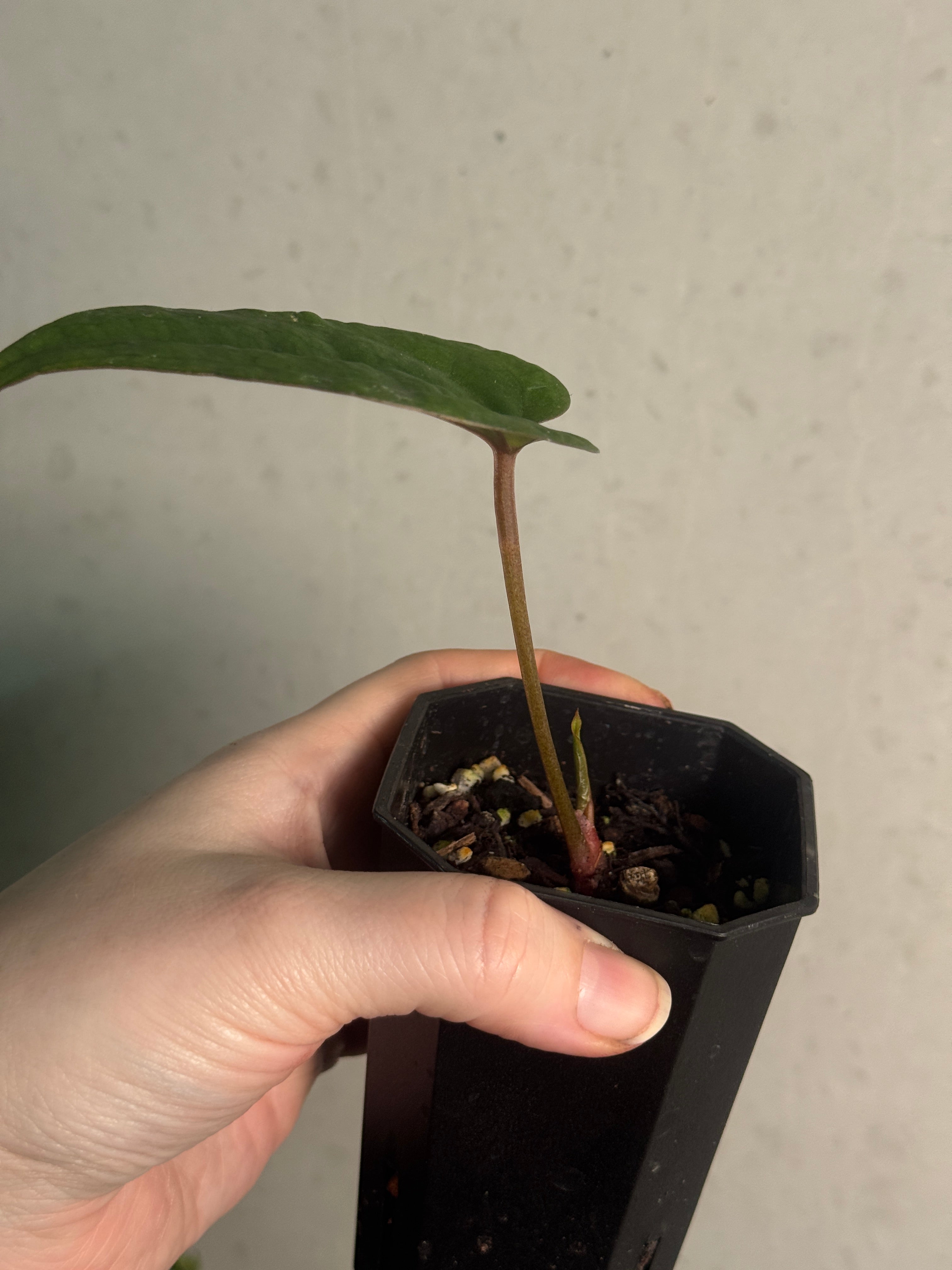 Anthurium Ace of Spades Dark Form F1 (SKG) - Clone - SMUKHI