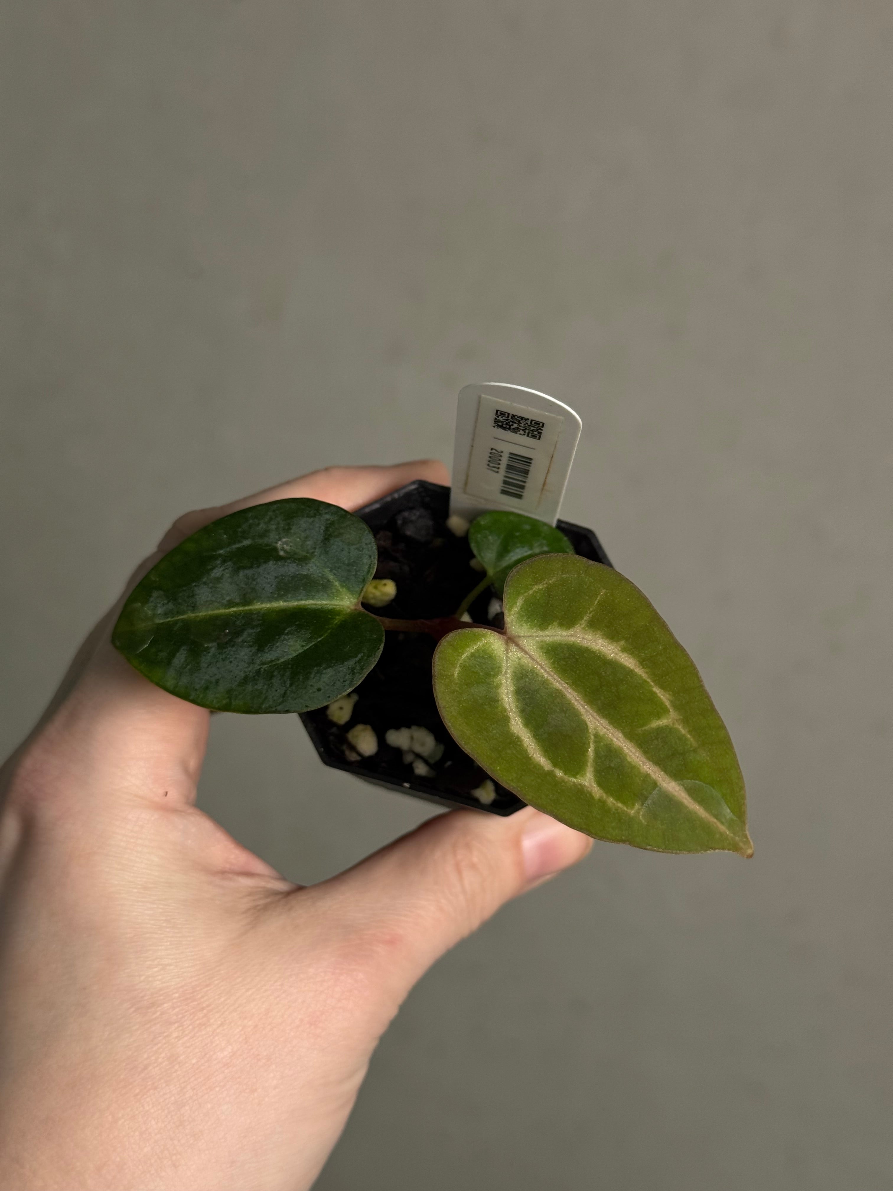 Anthurium Carlablackiae (RA5 x RA10) x ‘Carlita’ - SMUKHI