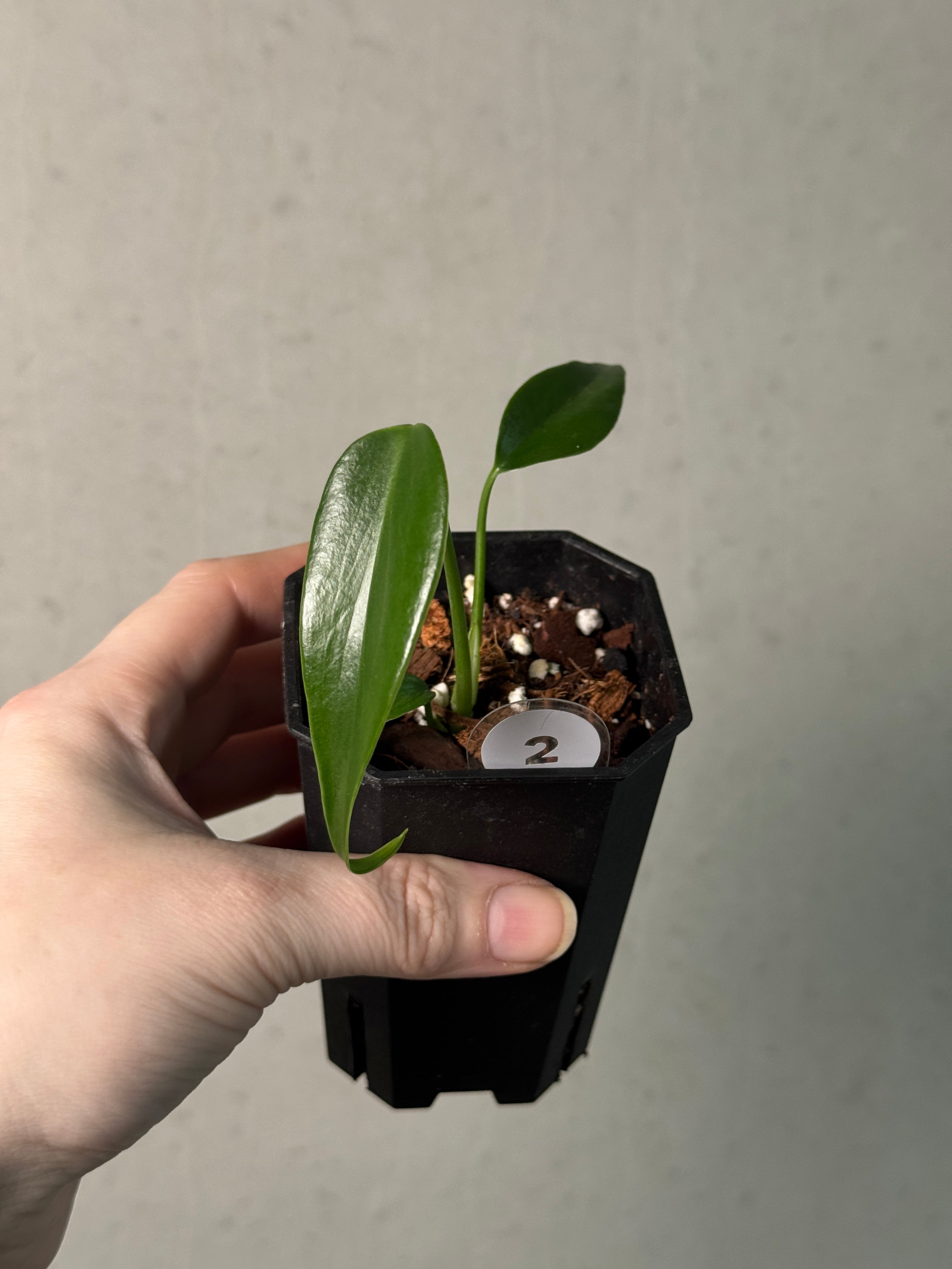 Monstera Burle Marx Flame - Clone - SMUKHI