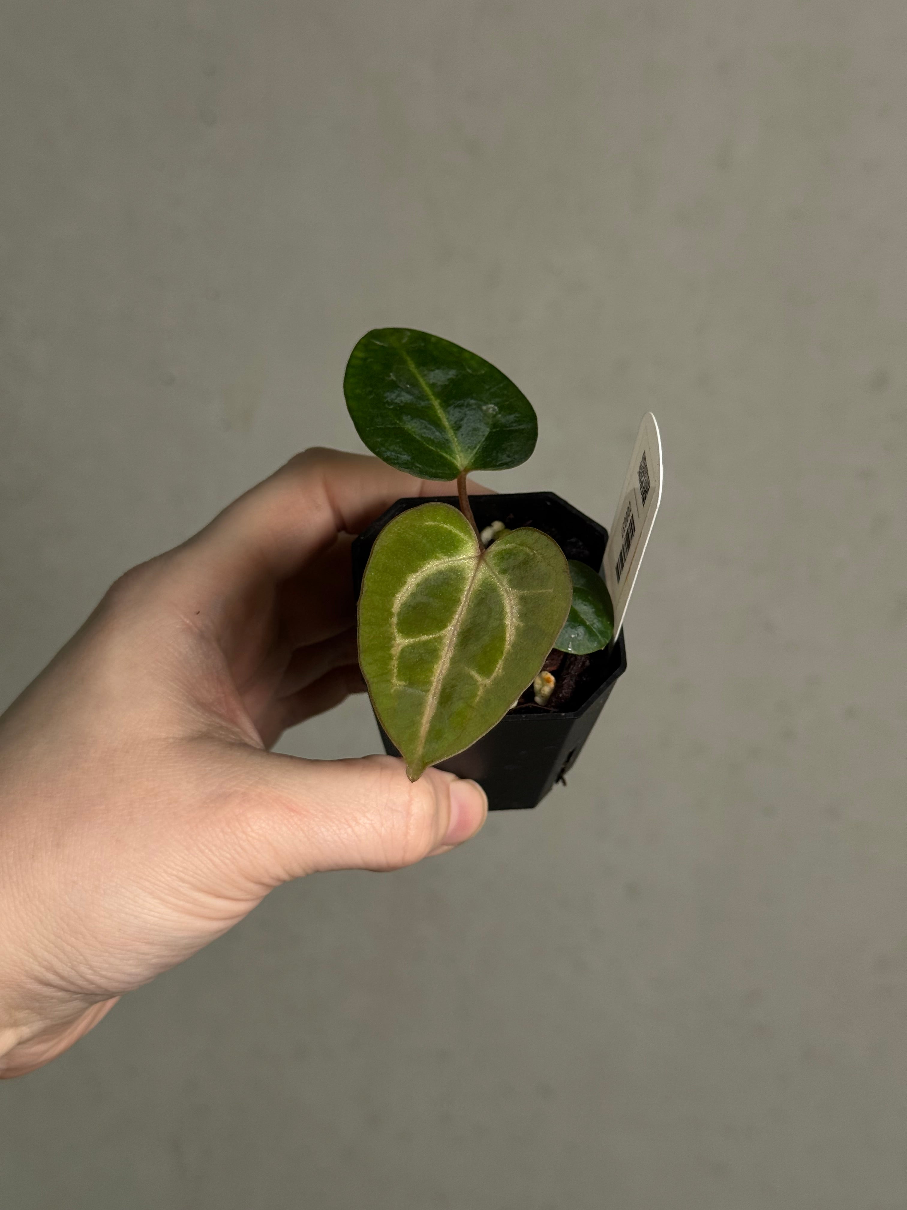 Anthurium Carlablackiae (RA5 x RA10) x ‘Carlita’ - SMUKHI