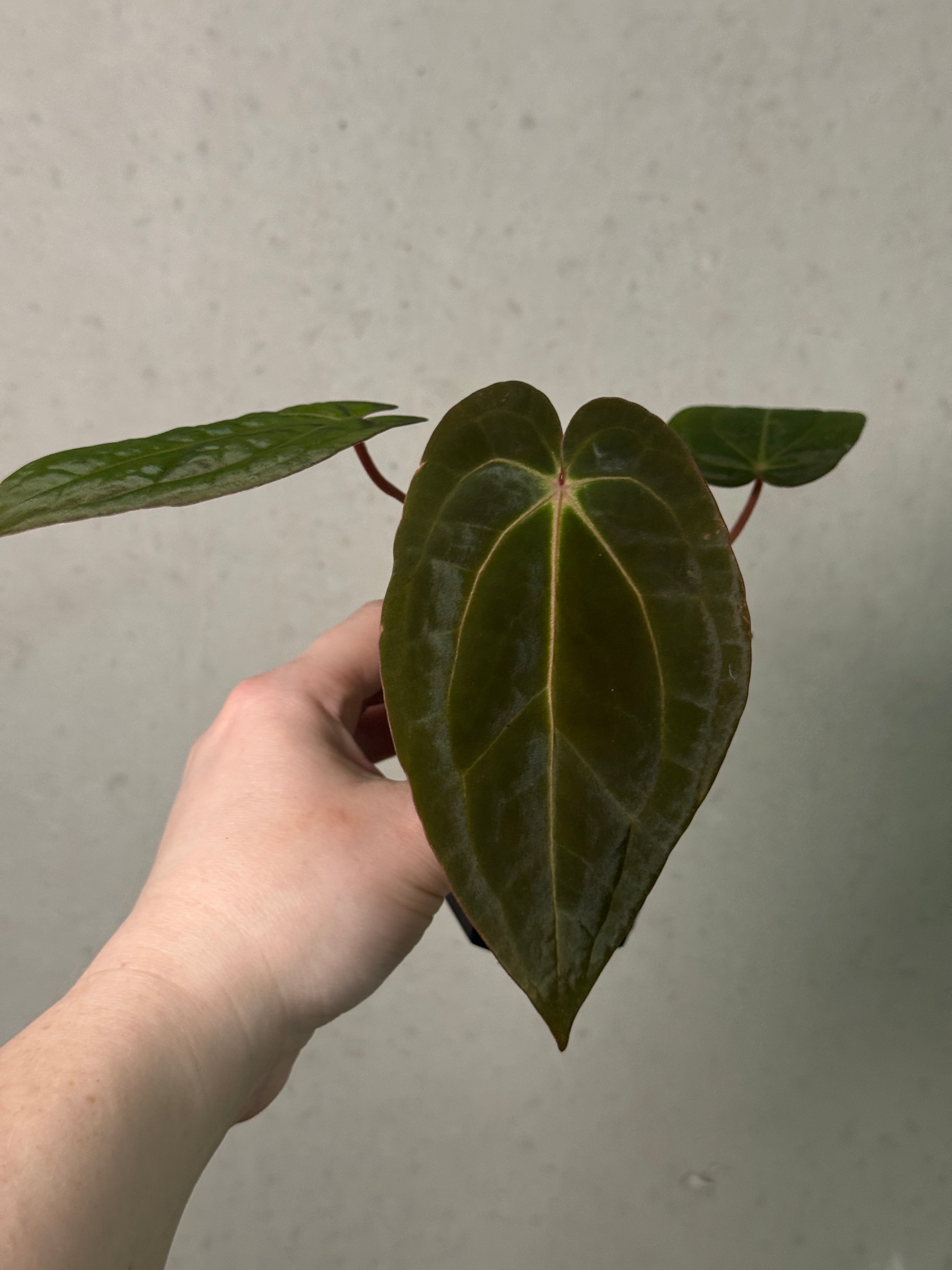 B-Grade/Sad Plants - Various Plants