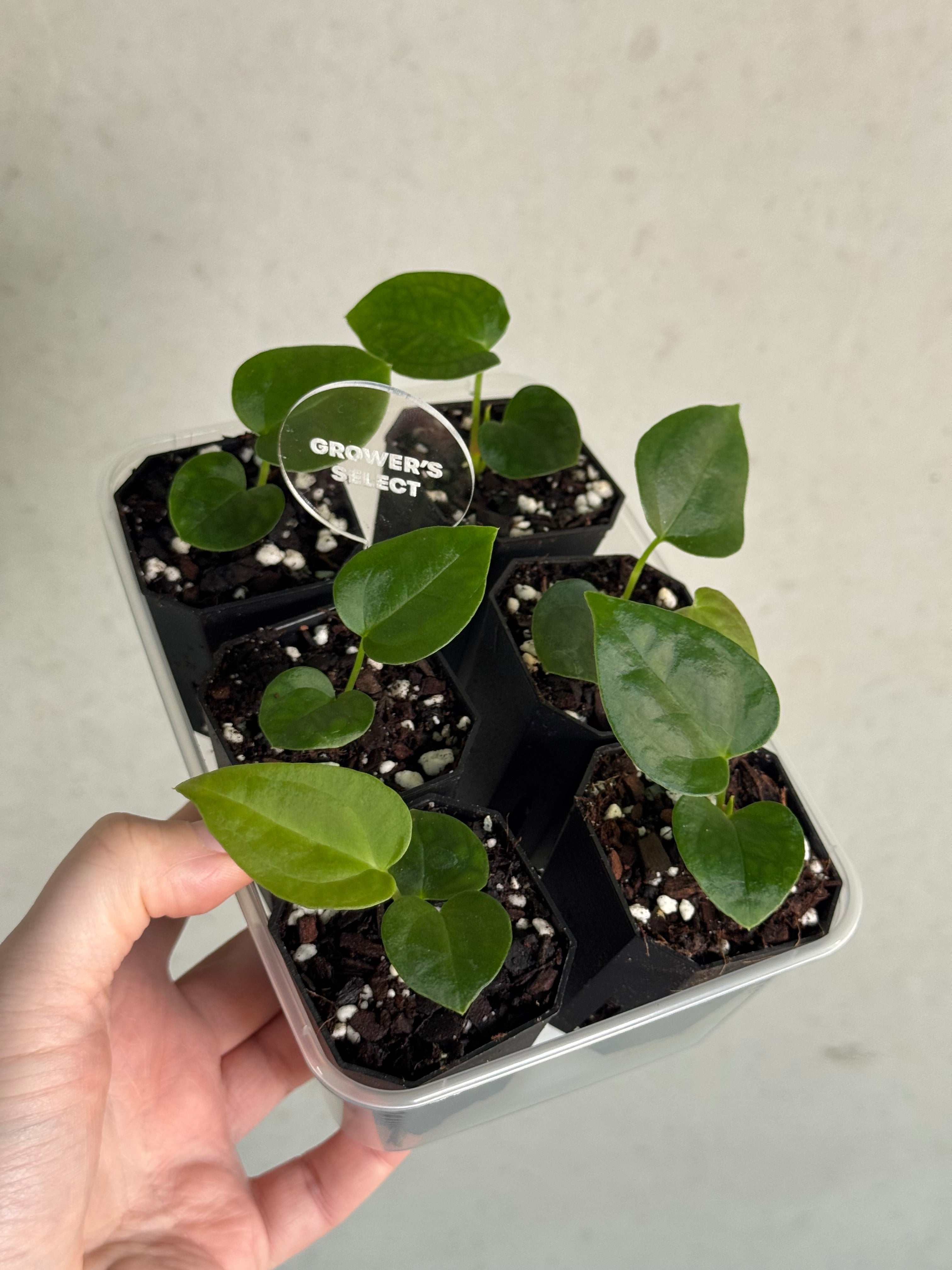 Anthurium Goliath x Dark Phoenix OR Forgetii Dark Form - Seedlings - SMUKHI