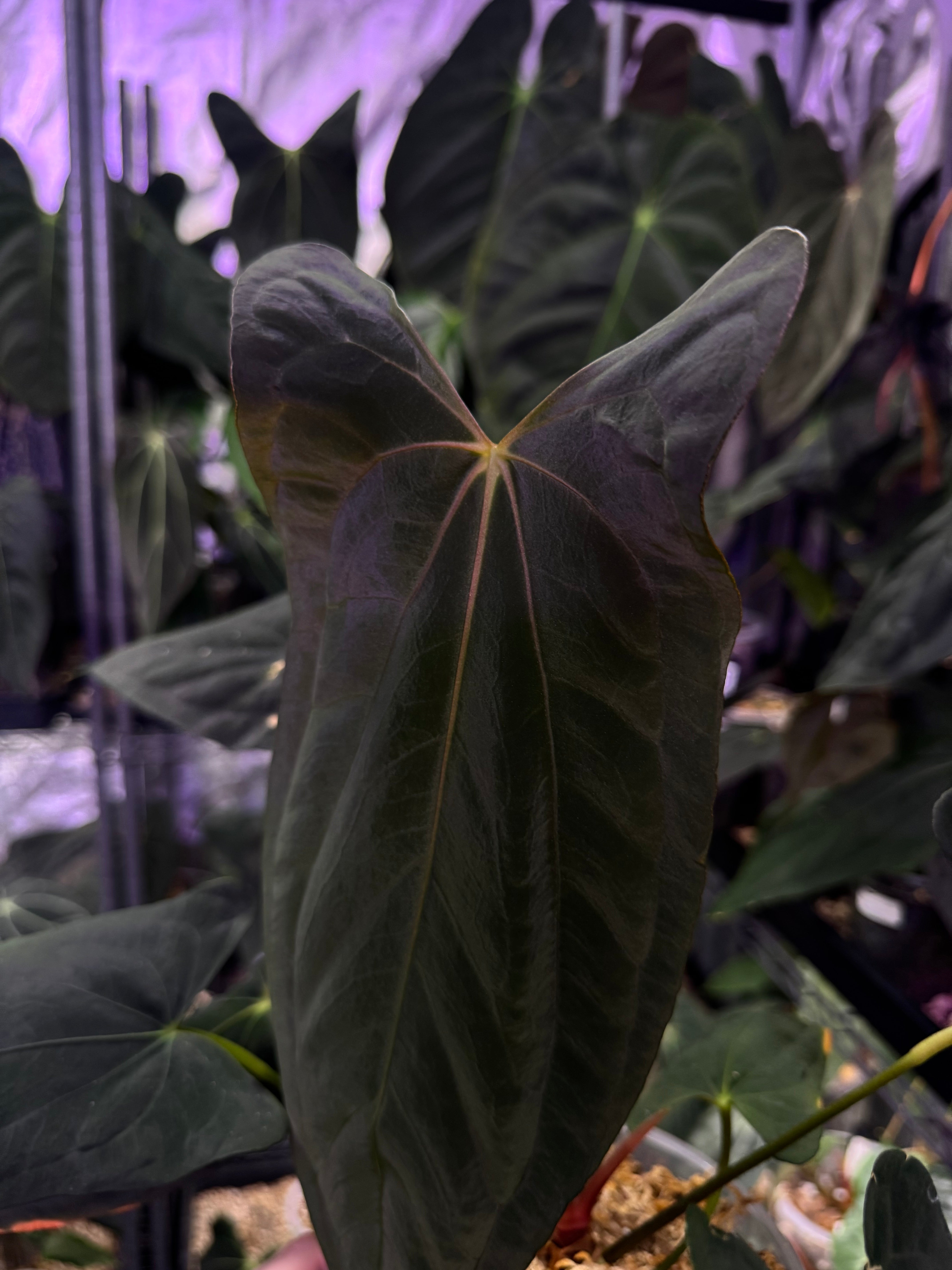 NFS: Anthurium Papillilaminum 'Marie' x self