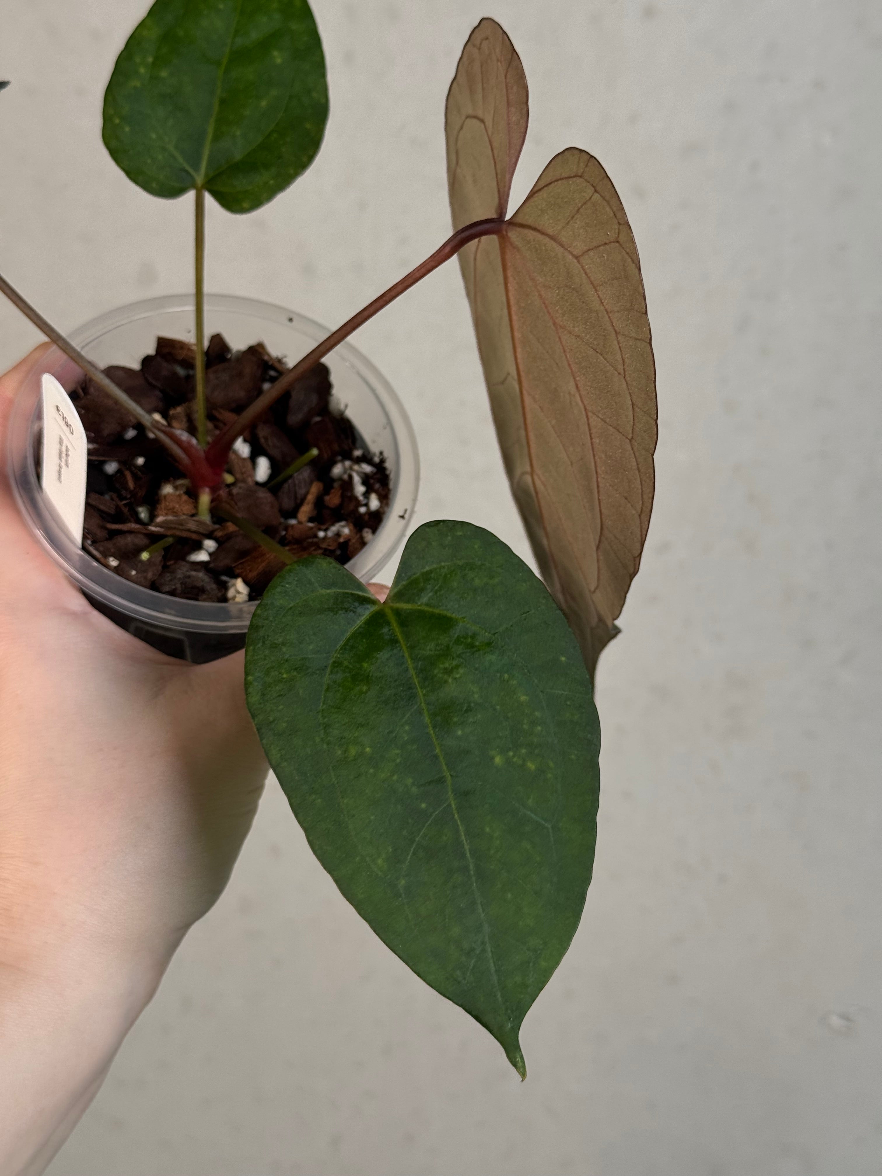 Anthurium Ace of Spades Dark Form x Portillae ‘Dorito’