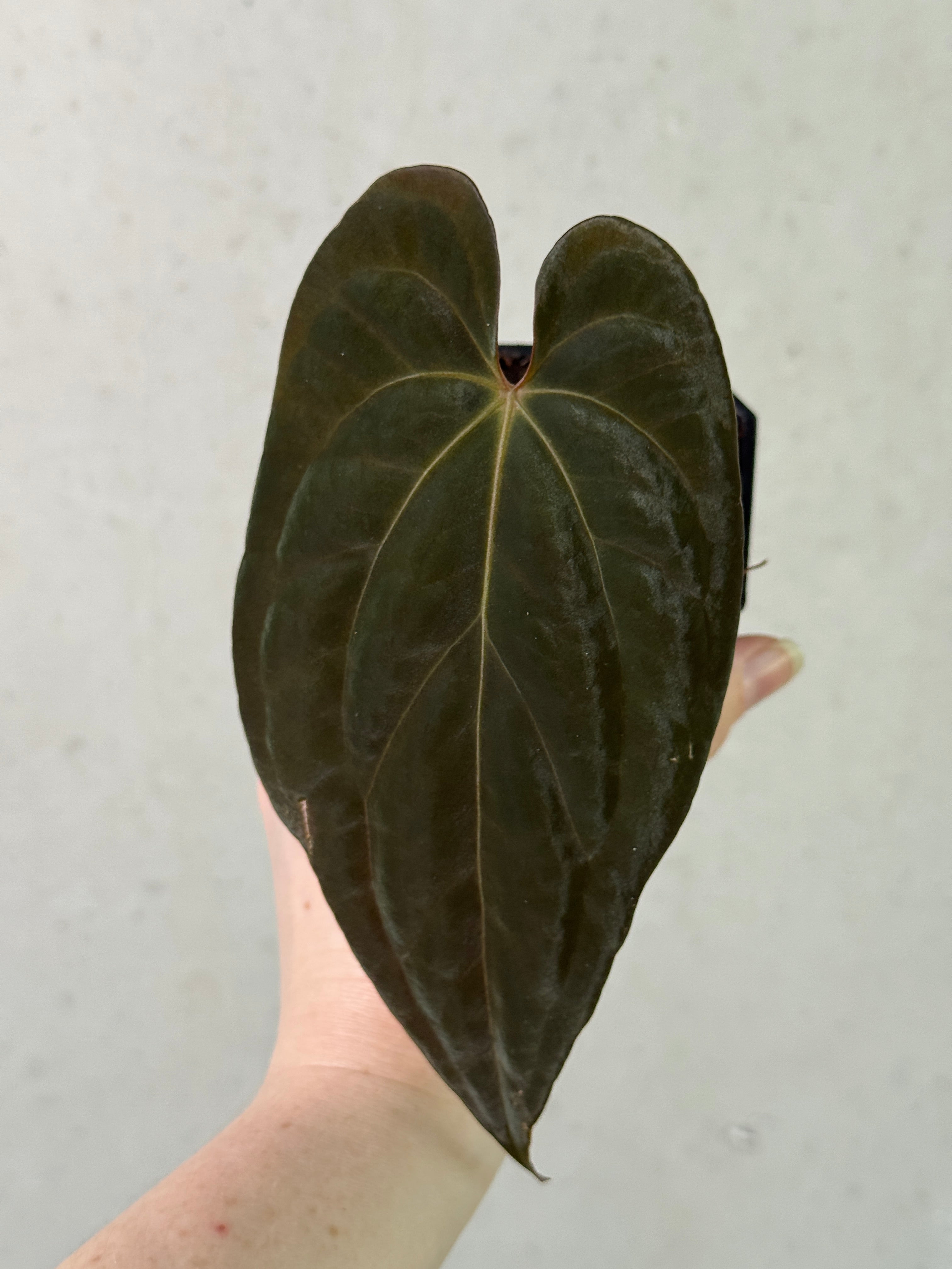 Anthurium Papillilaminum XOne x Dark Phoenix - Clone